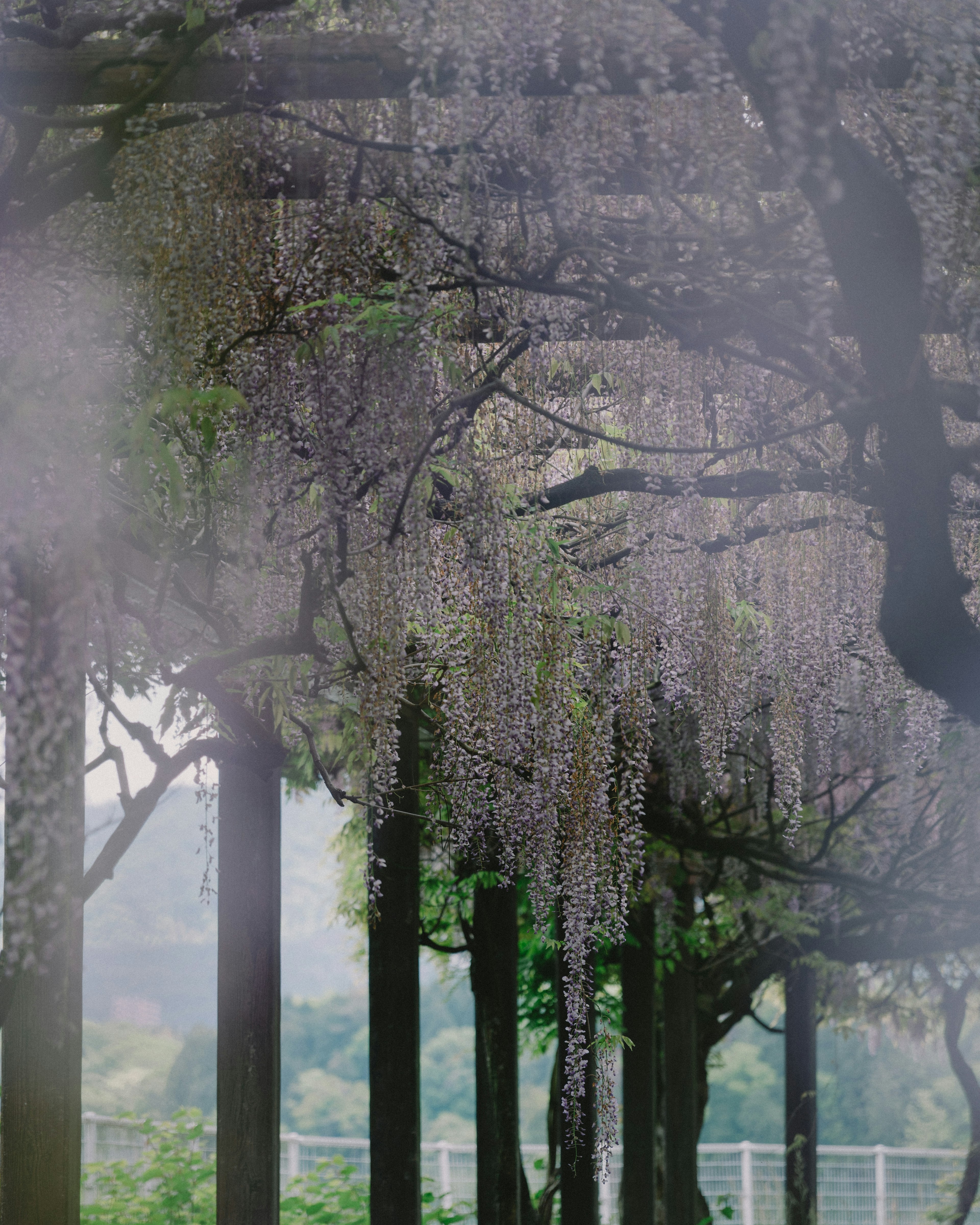 A tunnel of trees with cascading purple wisteria flowers