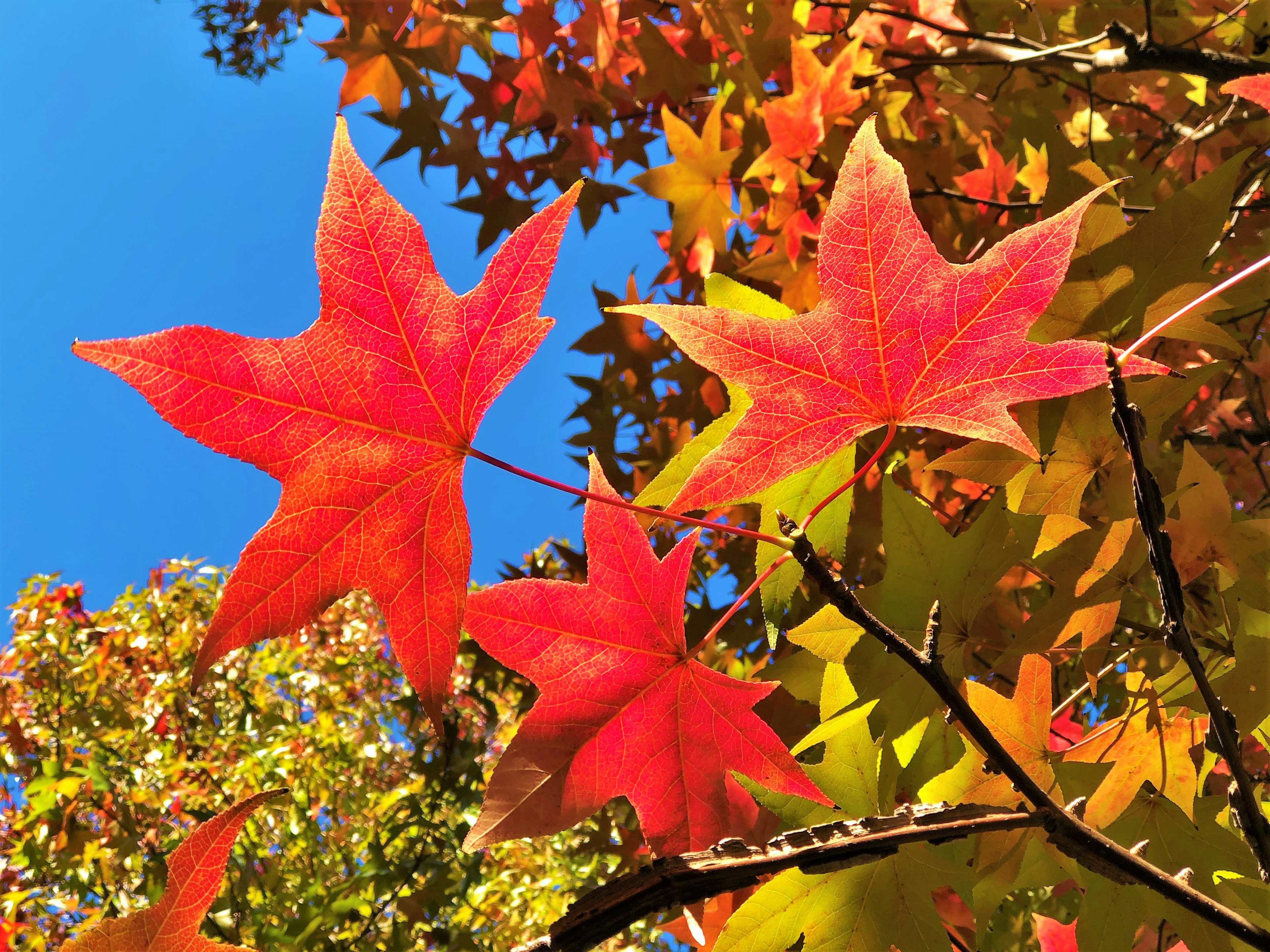 Hojas rojas y naranjas vibrantes brillando bajo un cielo azul en una escena de otoño