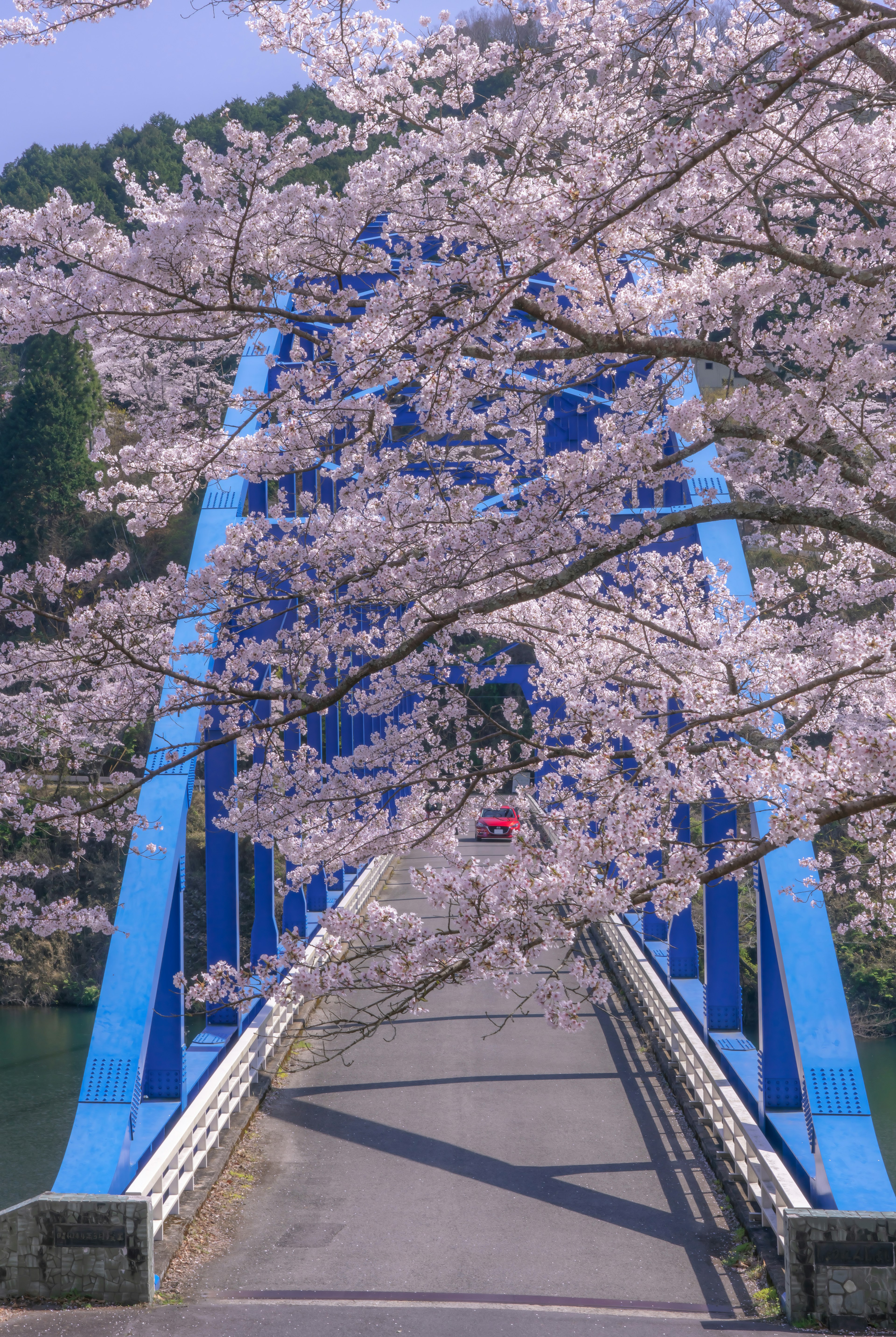 Blue bridge framed by cherry blossom trees