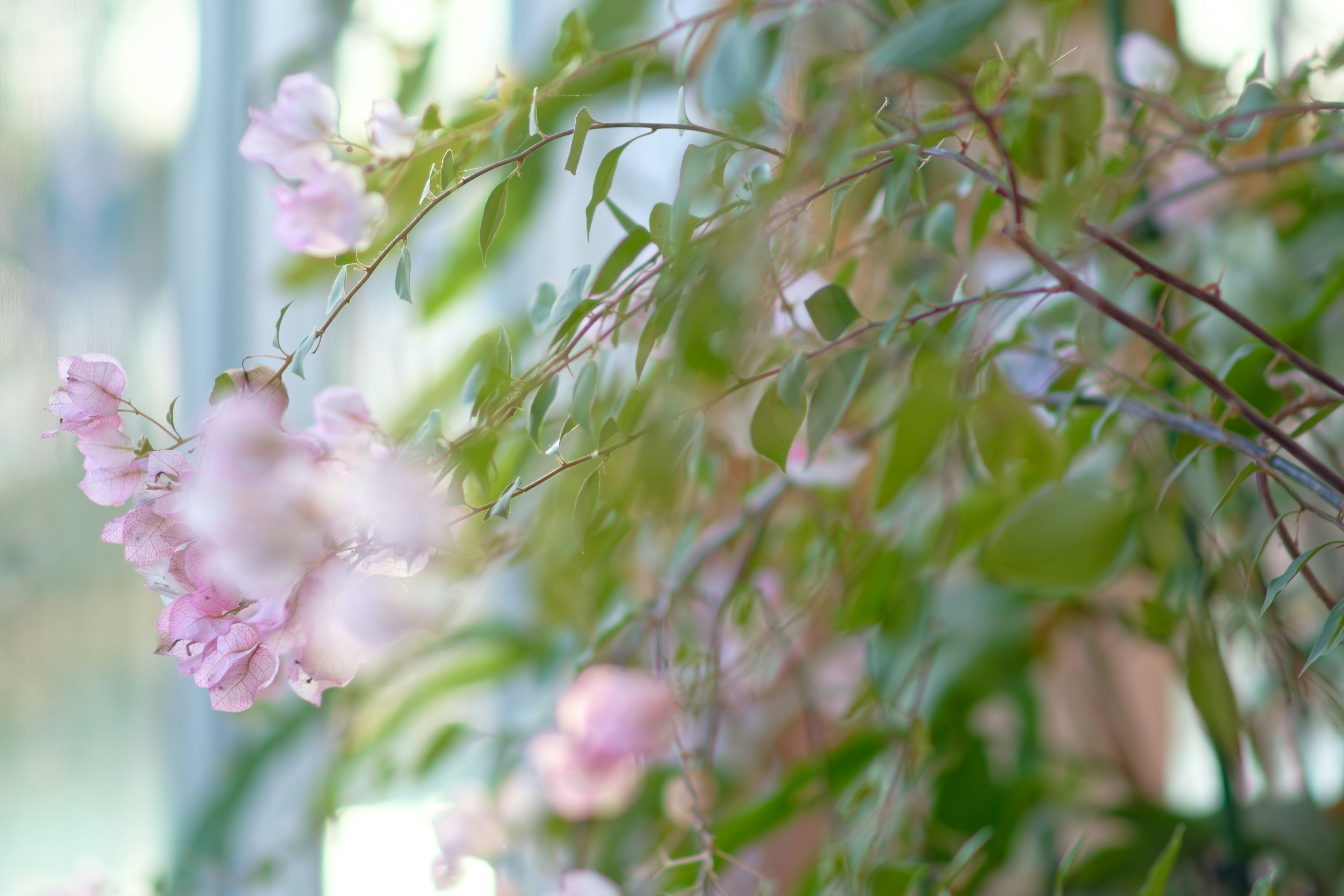 柔らかいピンクの花と緑の葉があるボケた植物の画像