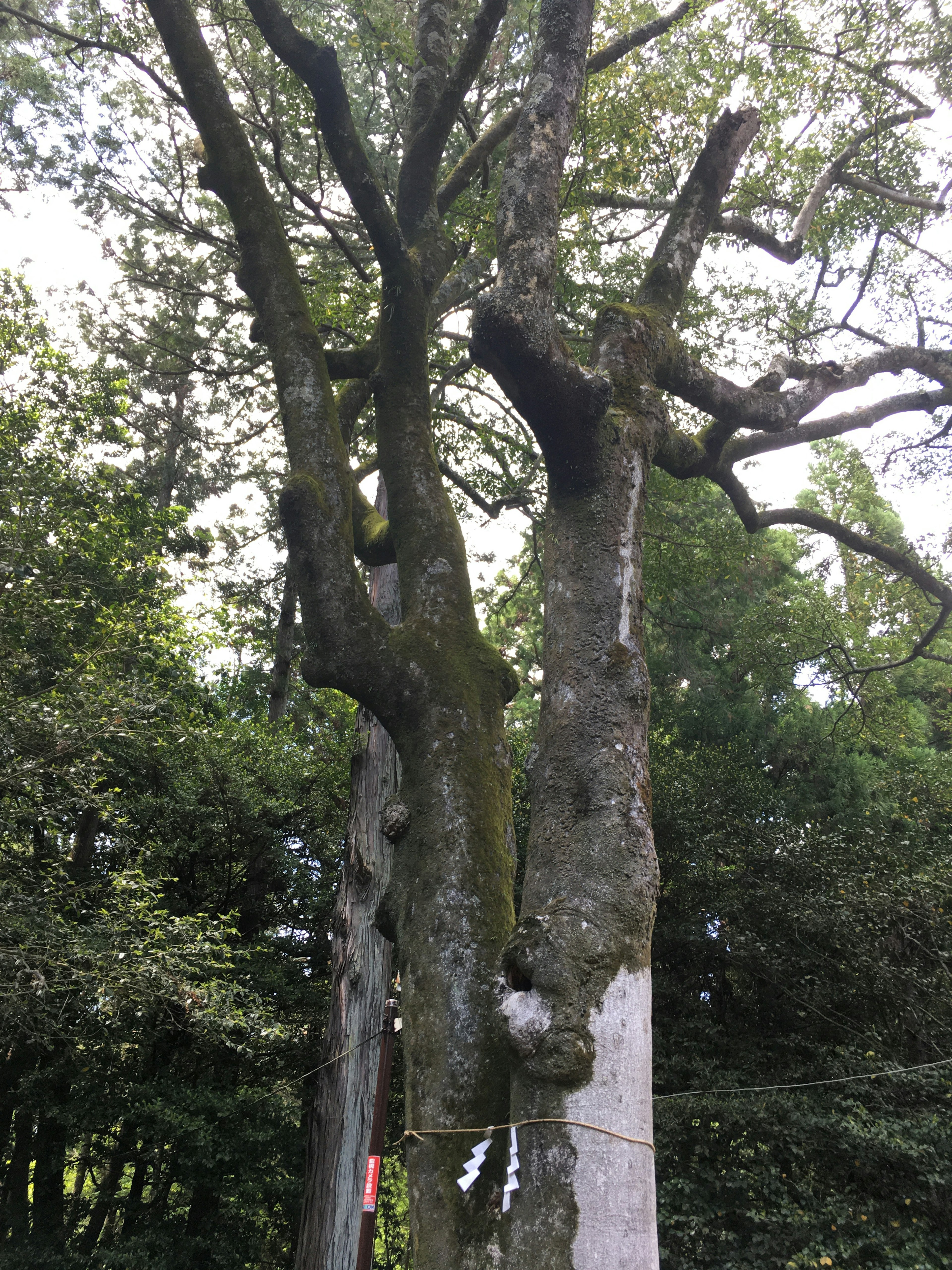 An old tree trunk with moss and unique branches