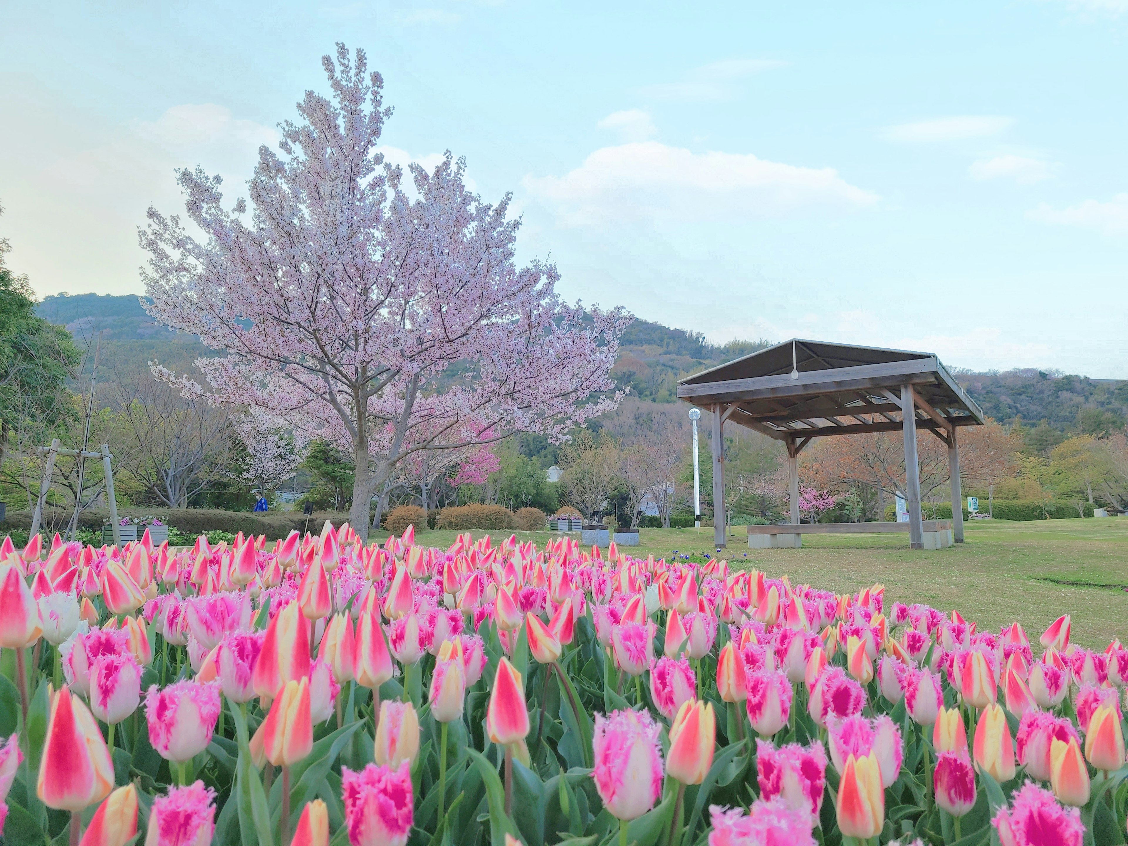 Eine lebendige Gartenszene mit bunten Tulpen im Blüten ein Kirschbaum und ein Pavillon im Hintergrund