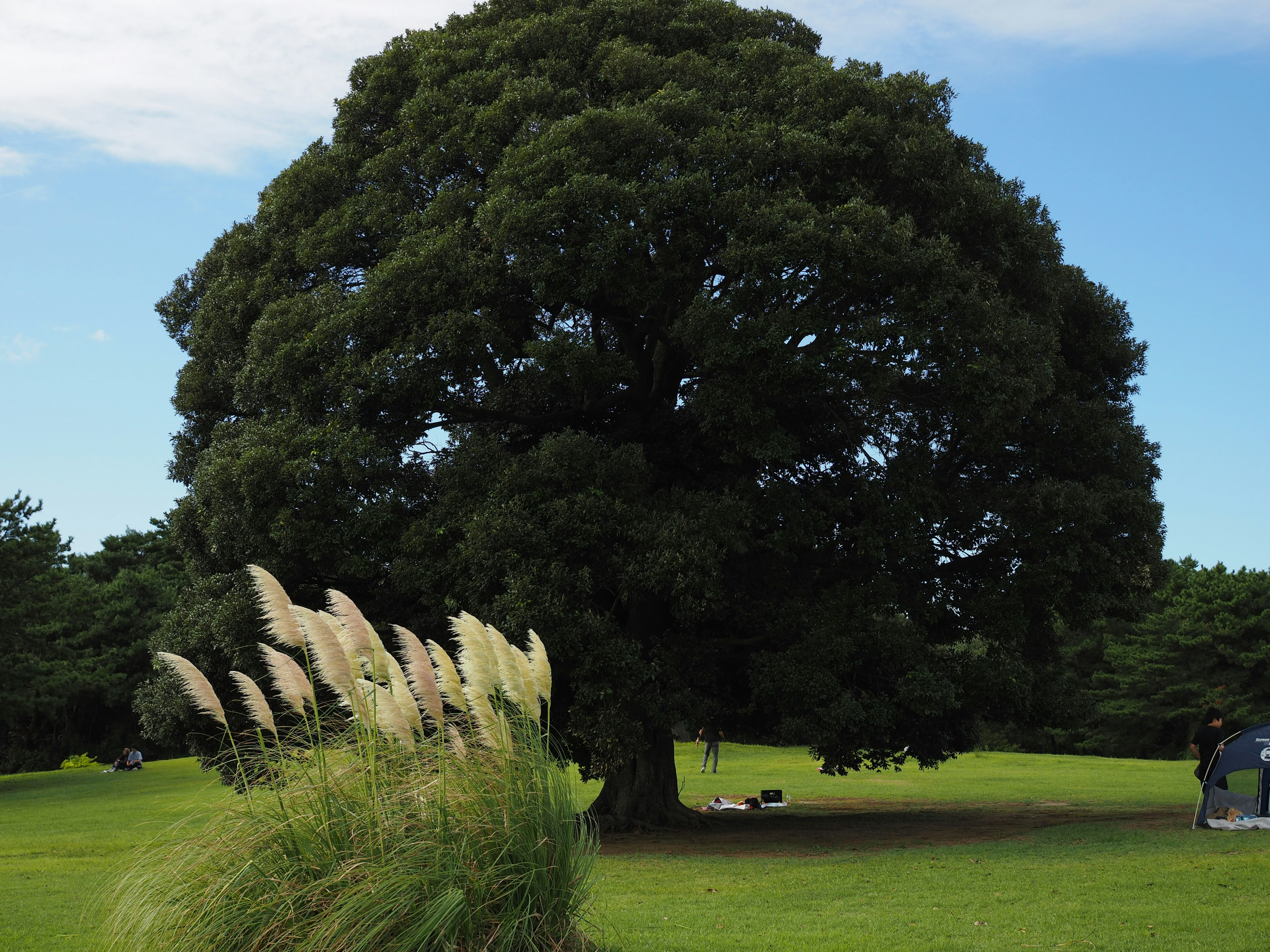 A large tree stands on green grass with soft grass in the foreground