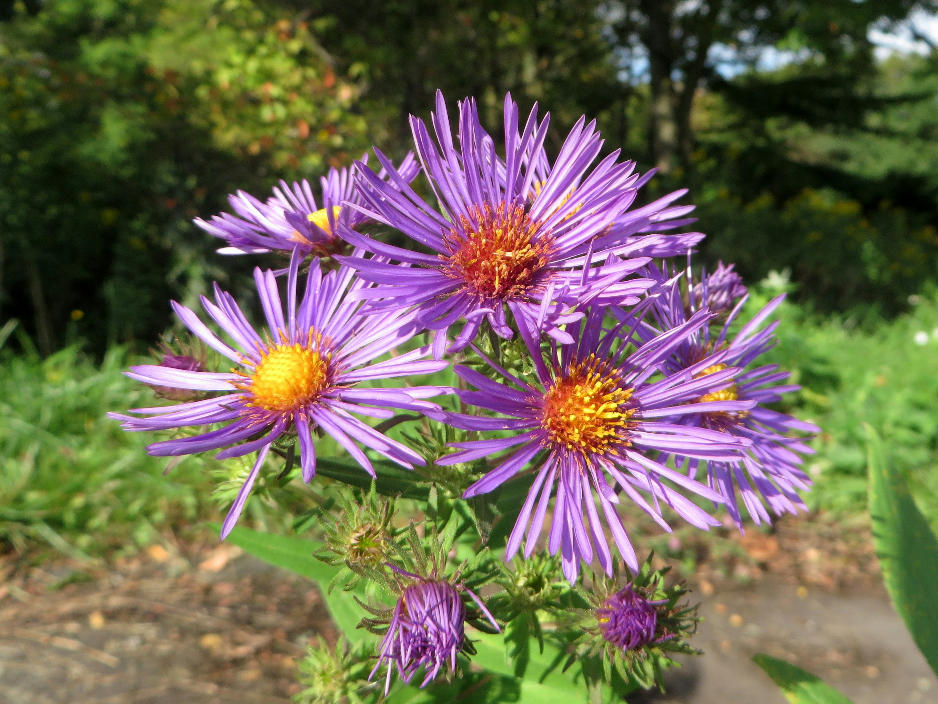 Acercamiento de flores moradas con centro amarillo contra un fondo verde