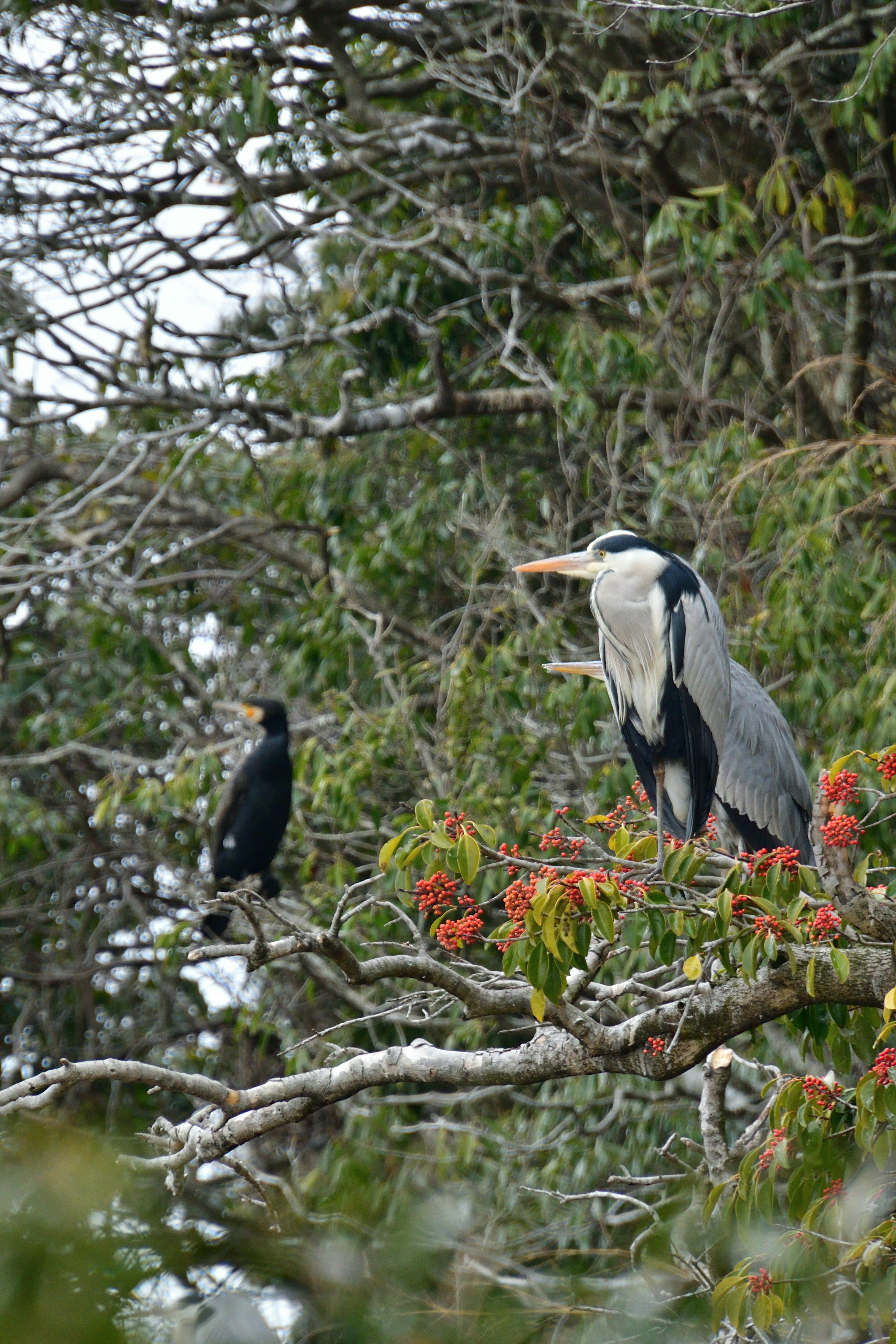 木の枝に止まるコウノトリとカワウの二羽の鳥