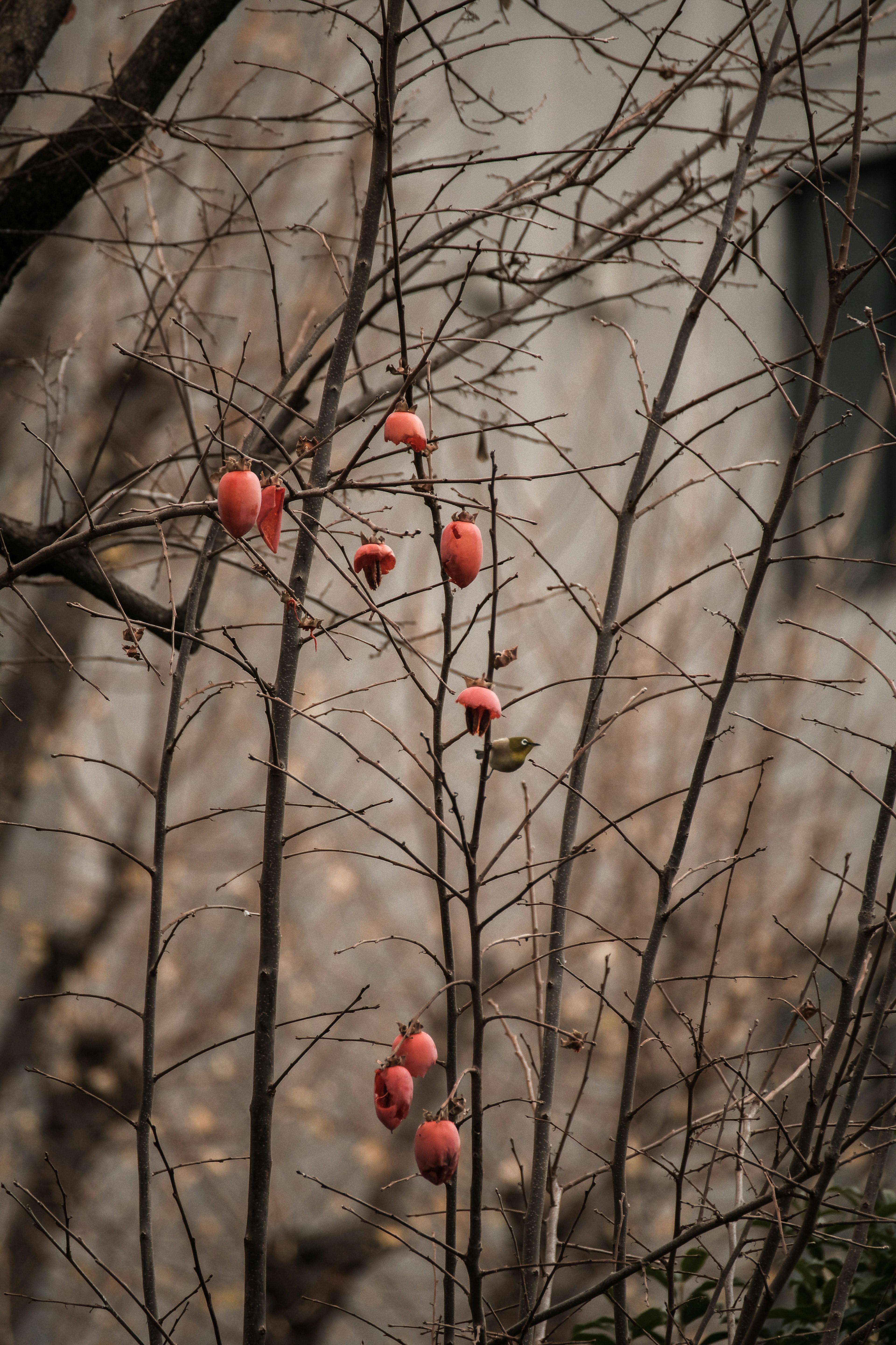 Fruits rouges suspendus à des branches nues dans un paysage d'hiver