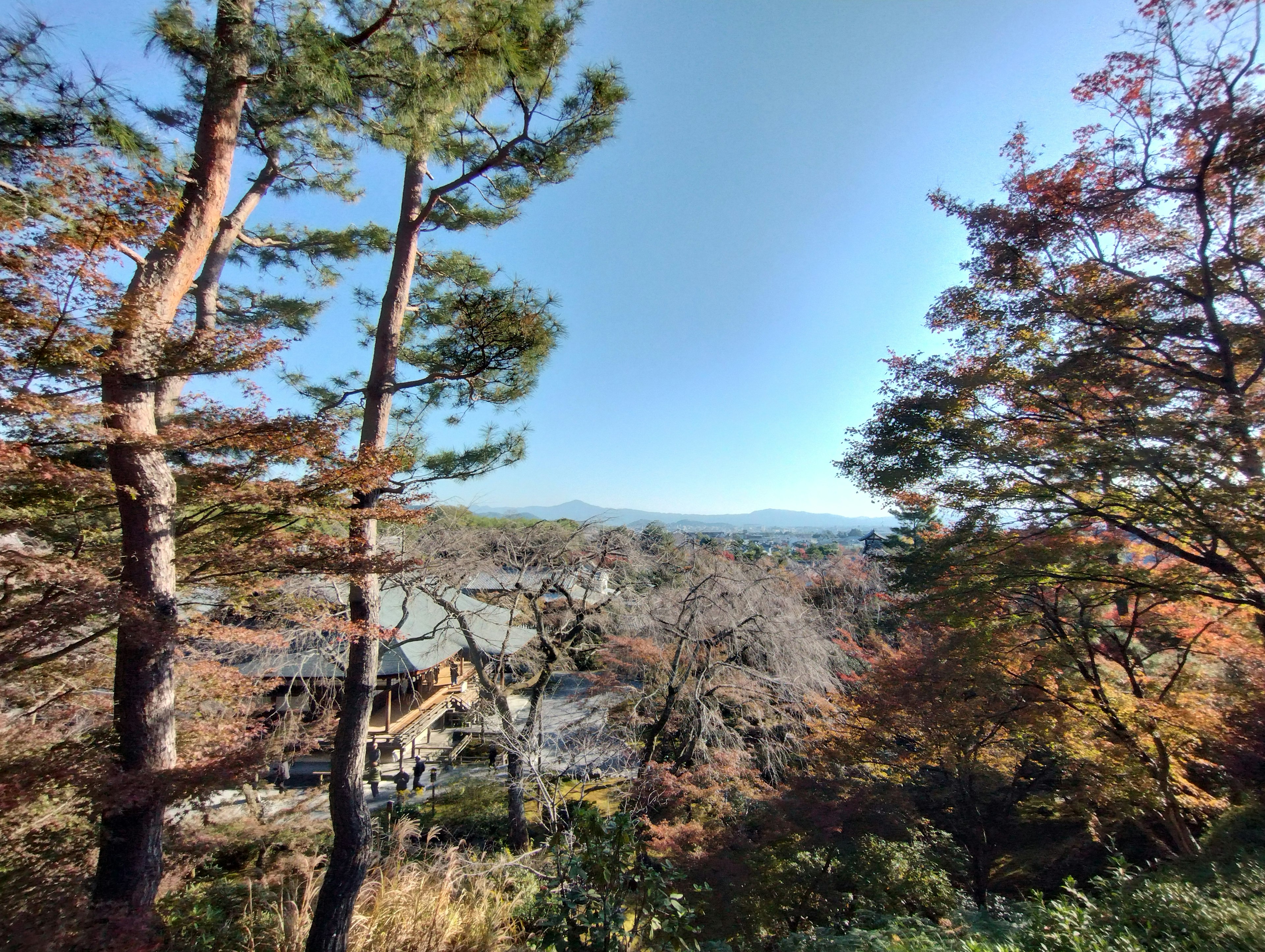 Vista escénica de follaje de otoño y cielo azul