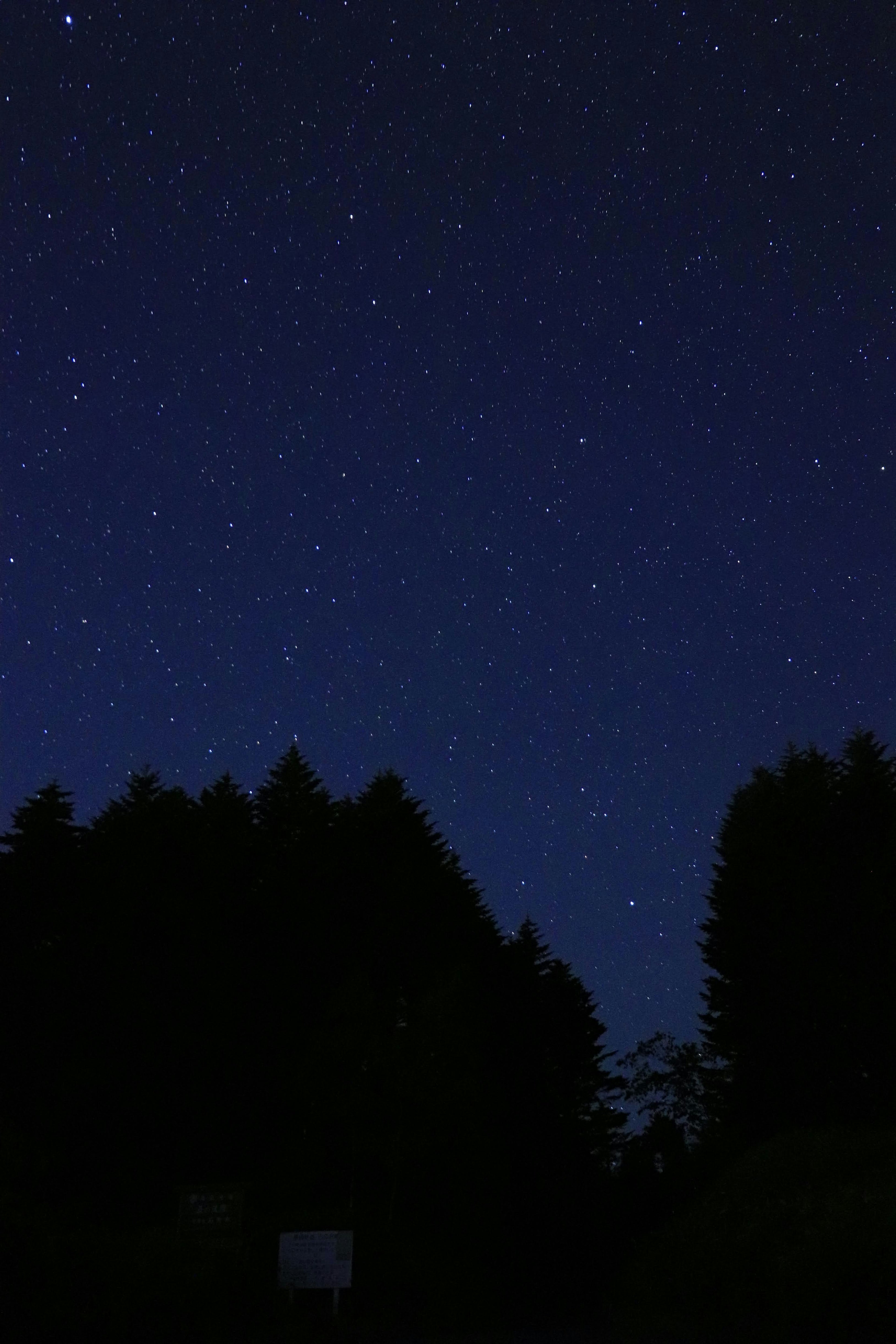 Nachthimmel voller Sterne über einer Silhouette von Bäumen