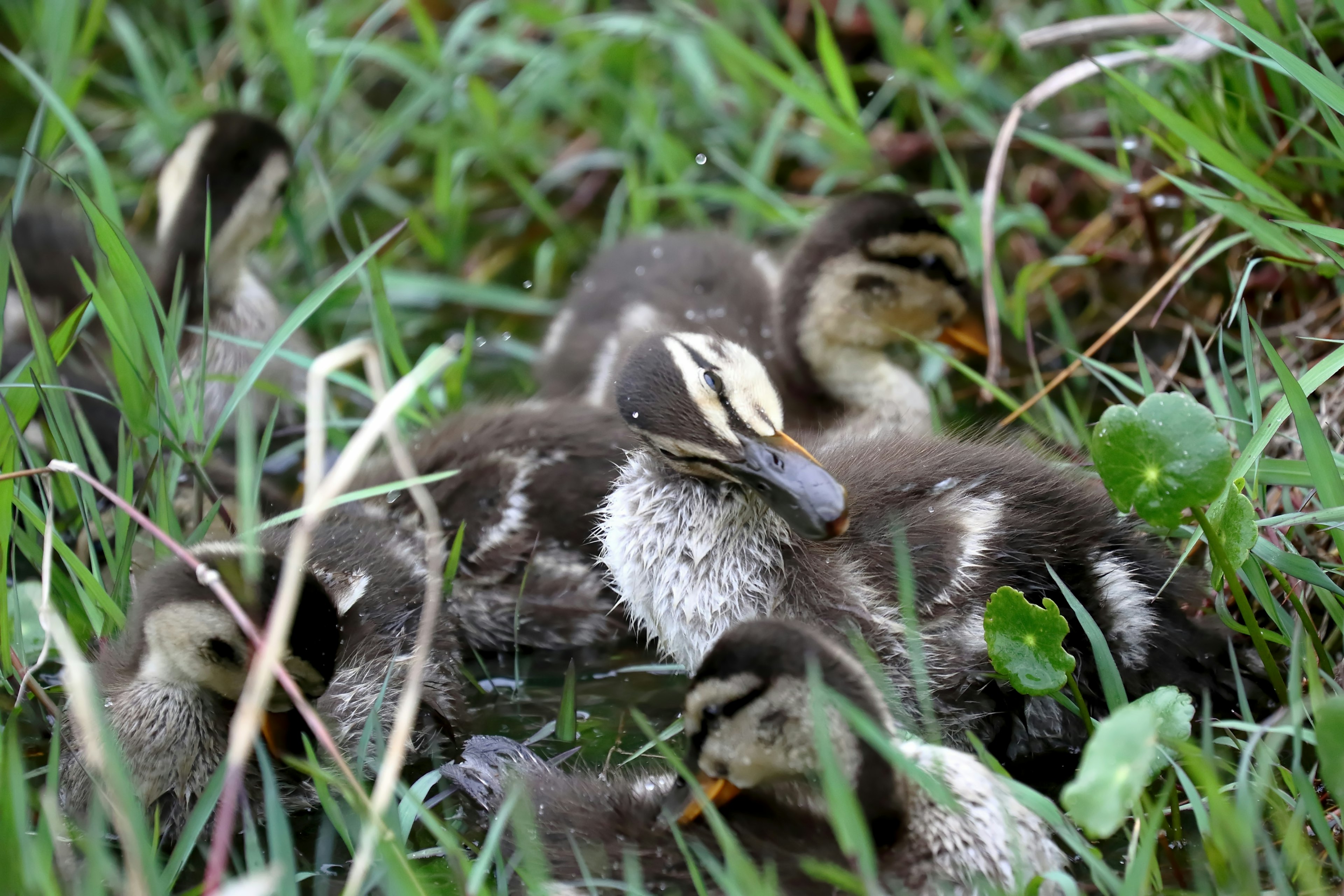 A group of ducklings nestled together in the grass