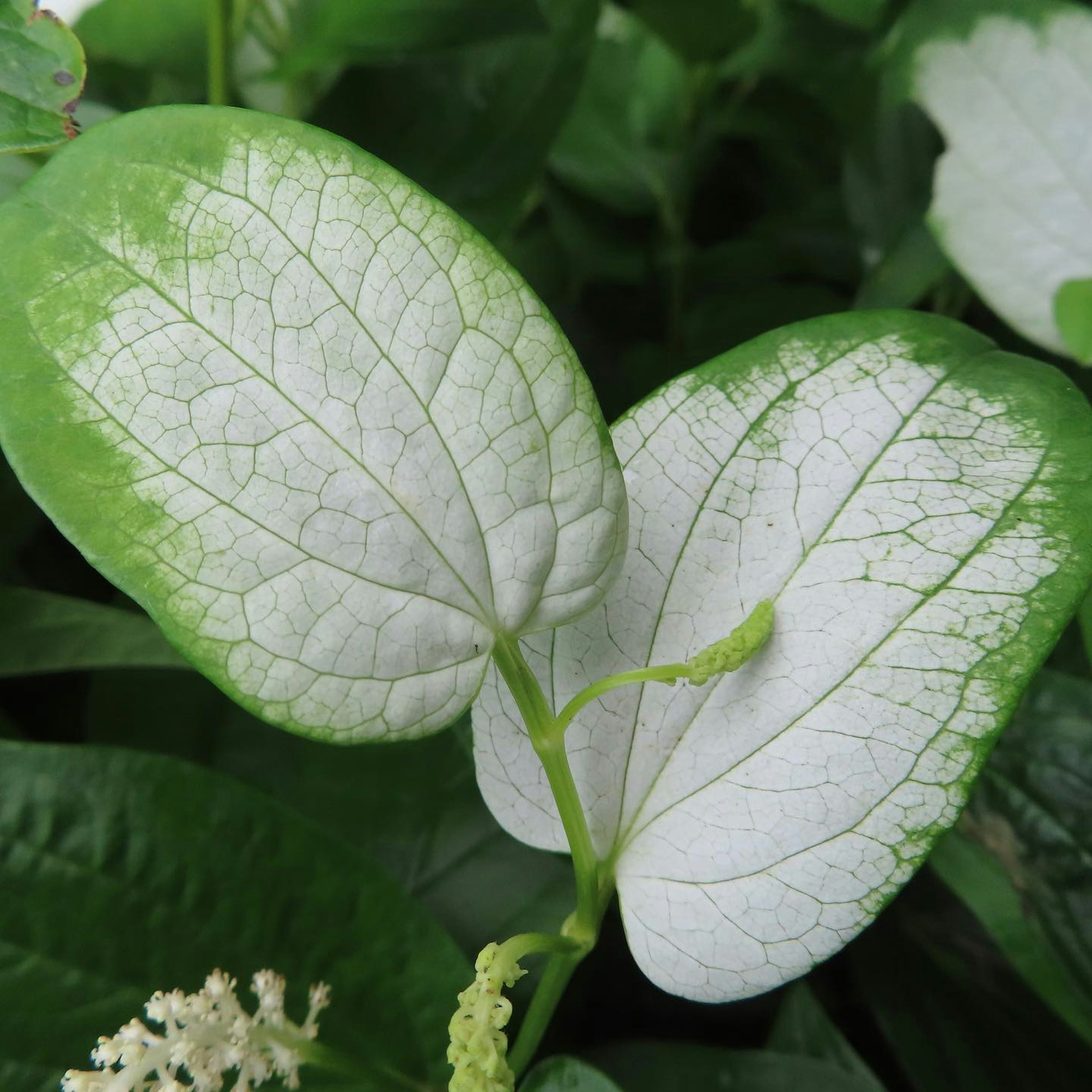 緑と白の斑点模様の葉が特徴的な植物