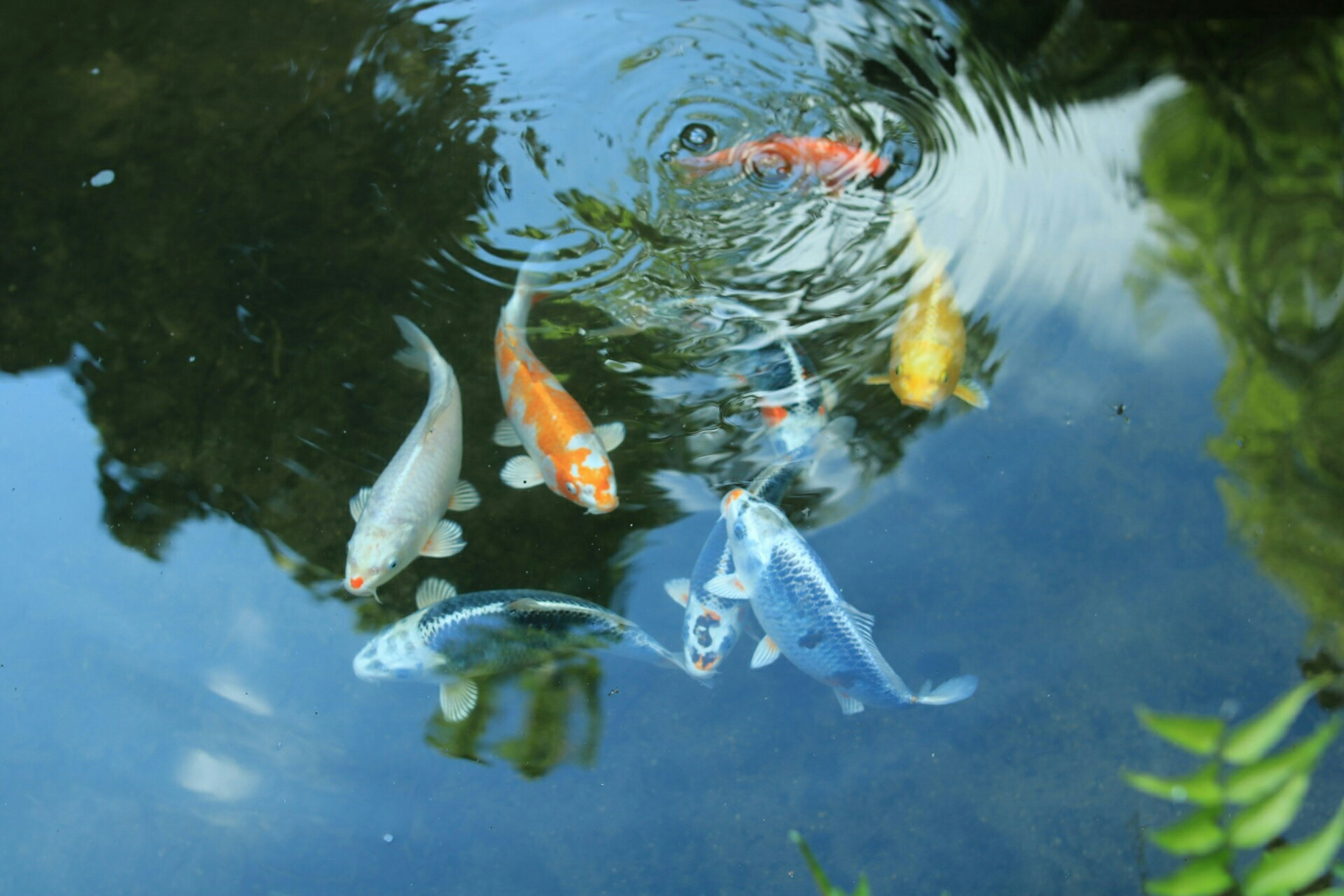 Peces koi coloridos nadando en un estanque