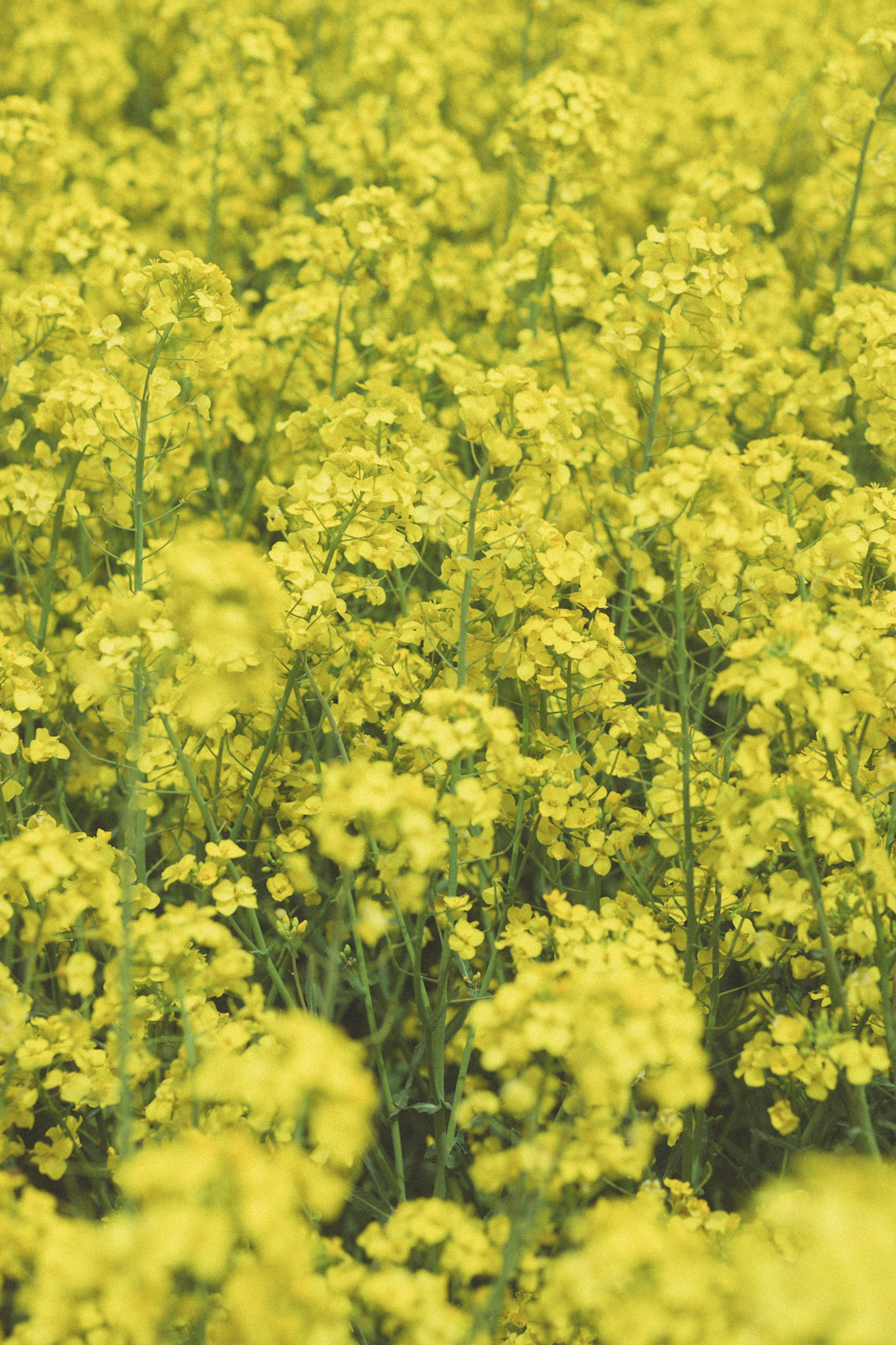 黄色の花が咲き乱れる菜の花畑のクローズアップ