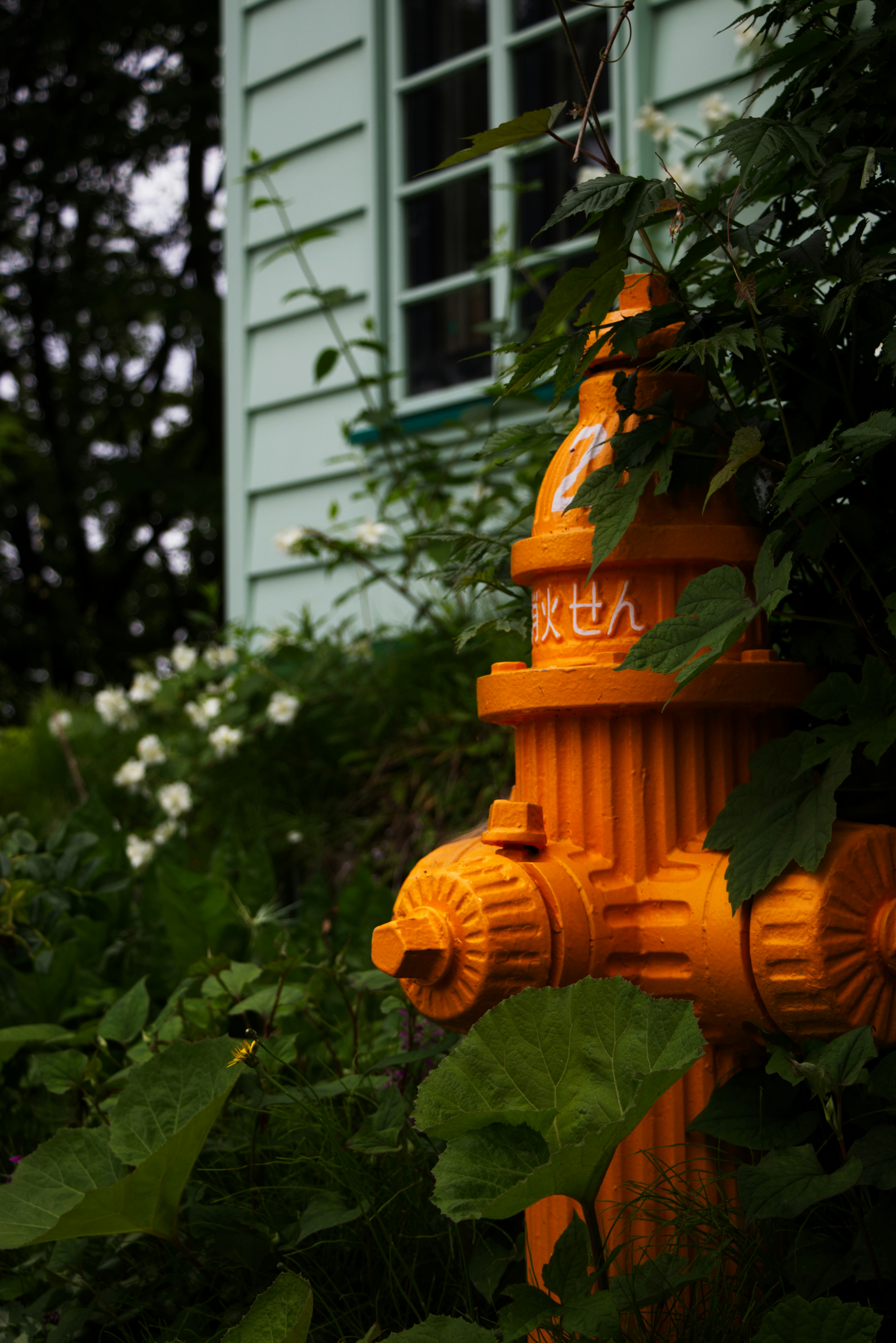 Hydrant orange entouré de feuilles vertes et partie d'une maison bleue