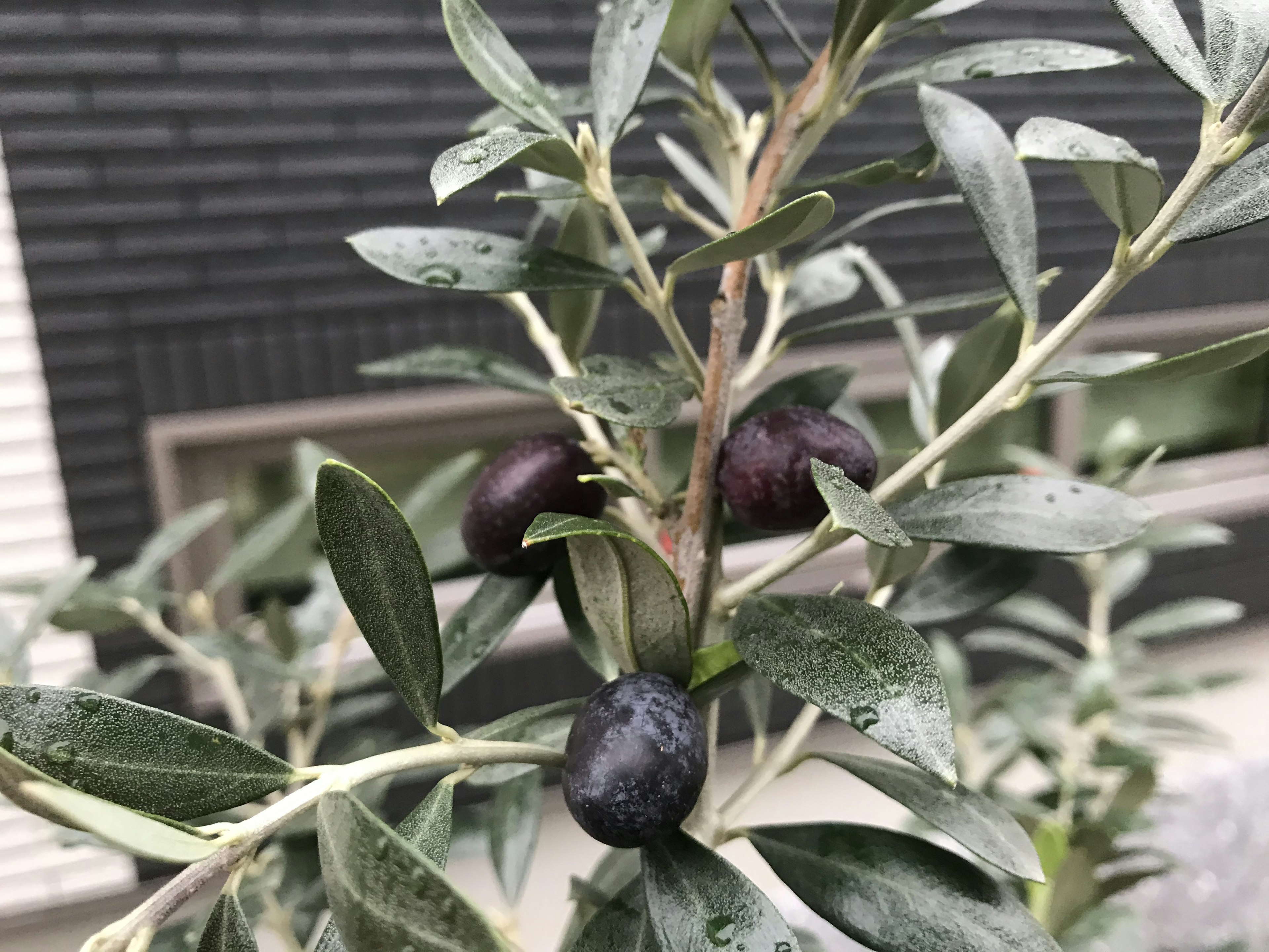 Schwarze Oliven an einem Olivenbaumzweig mit grünen Blättern