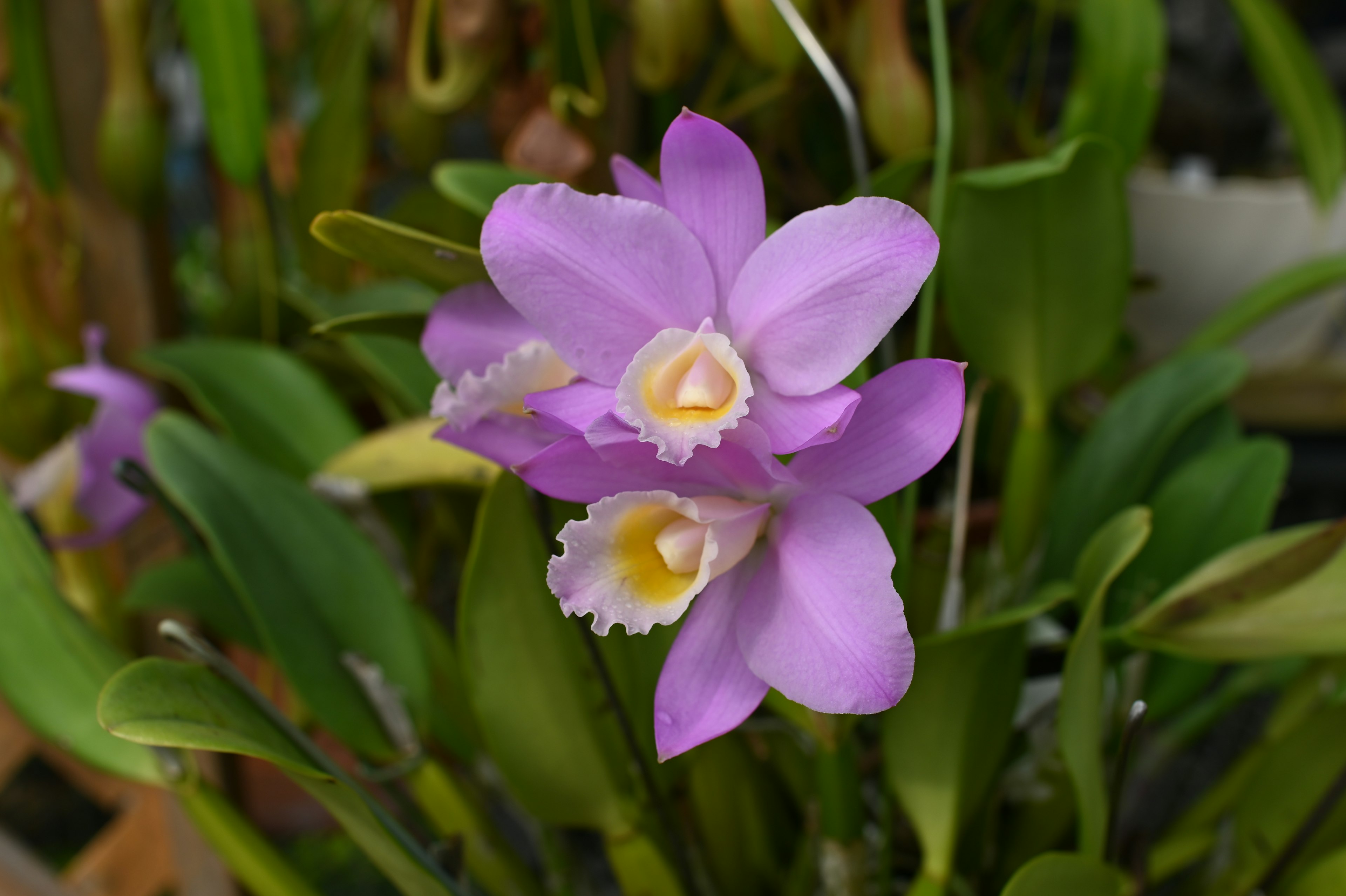 Two beautiful purple orchid flowers in bloom