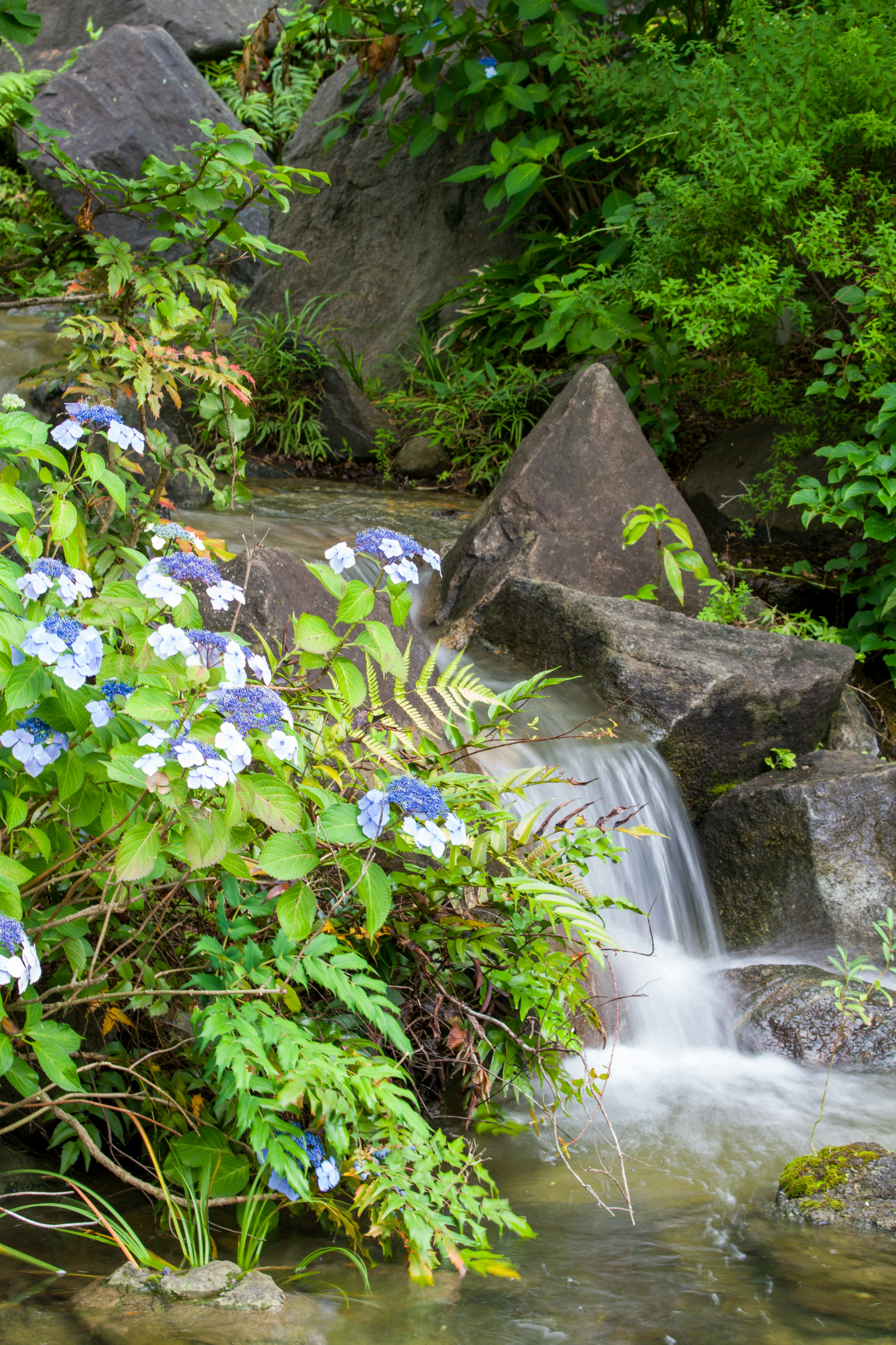 Tumbuhan subur dengan bunga biru dan aliran sungai