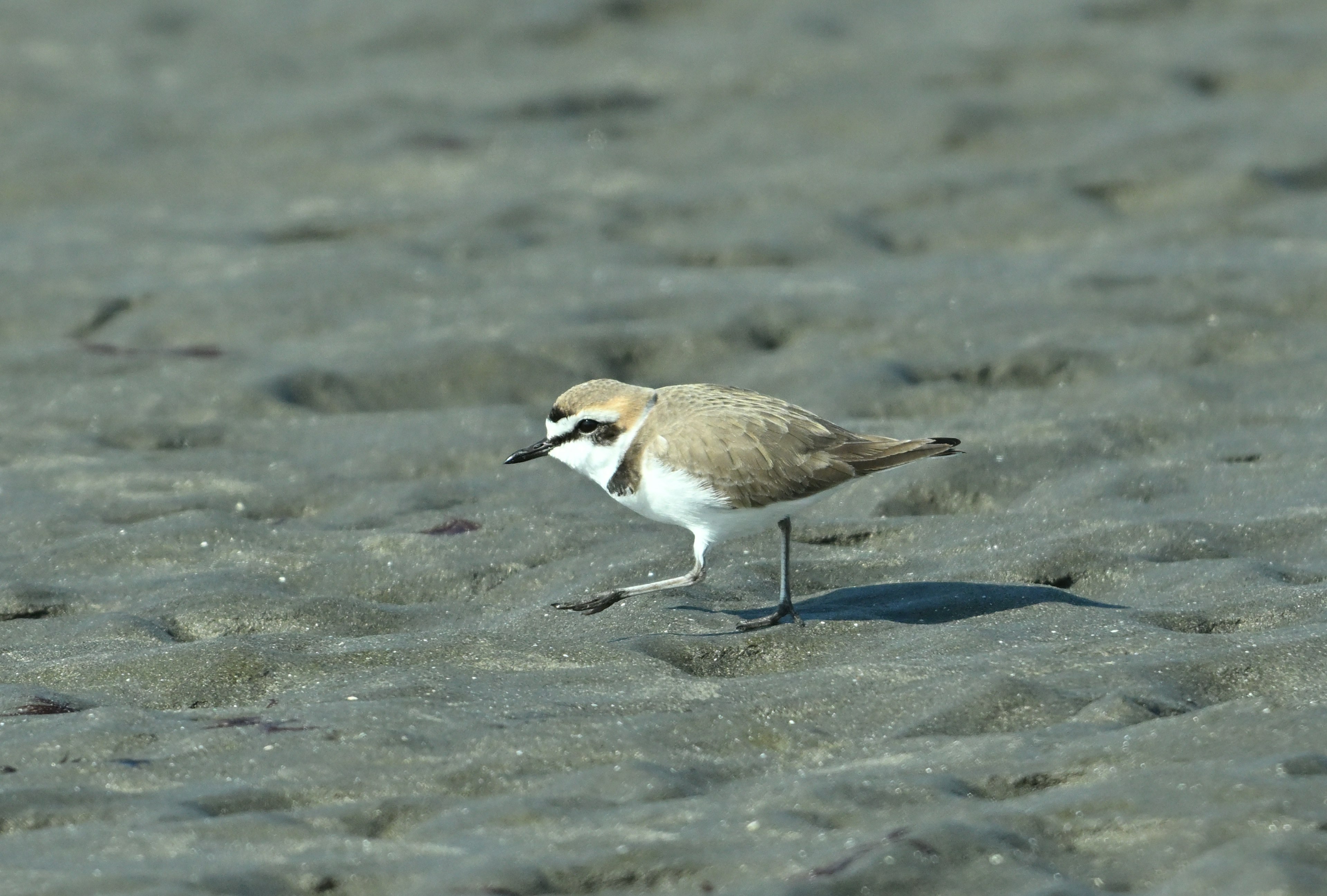 Primo piano di un piccolo uccello che cammina sulla spiaggia sabbiosa