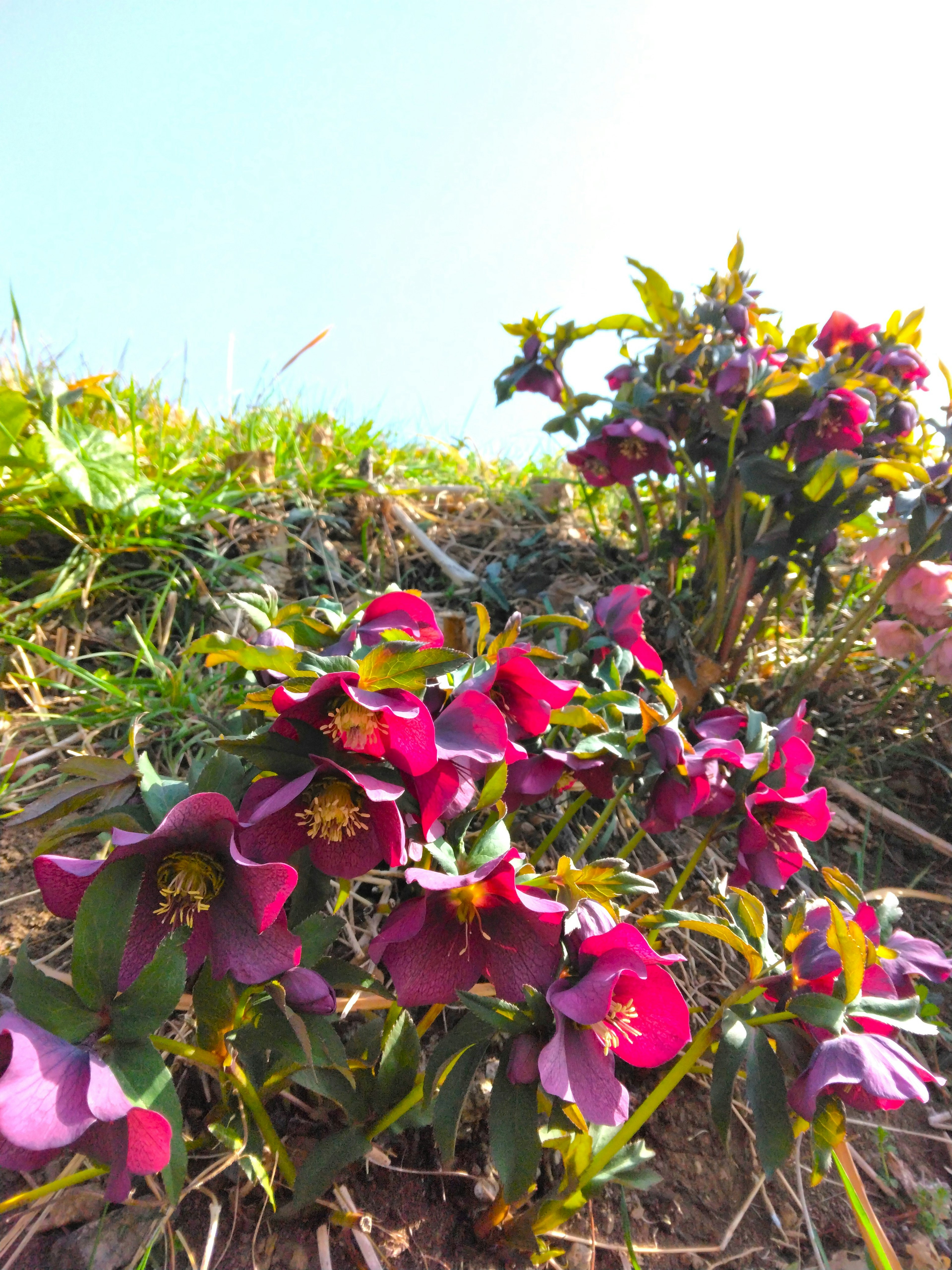 Nahaufnahme von lila blühenden Blumen mit hellem Himmel und grünem Hintergrund