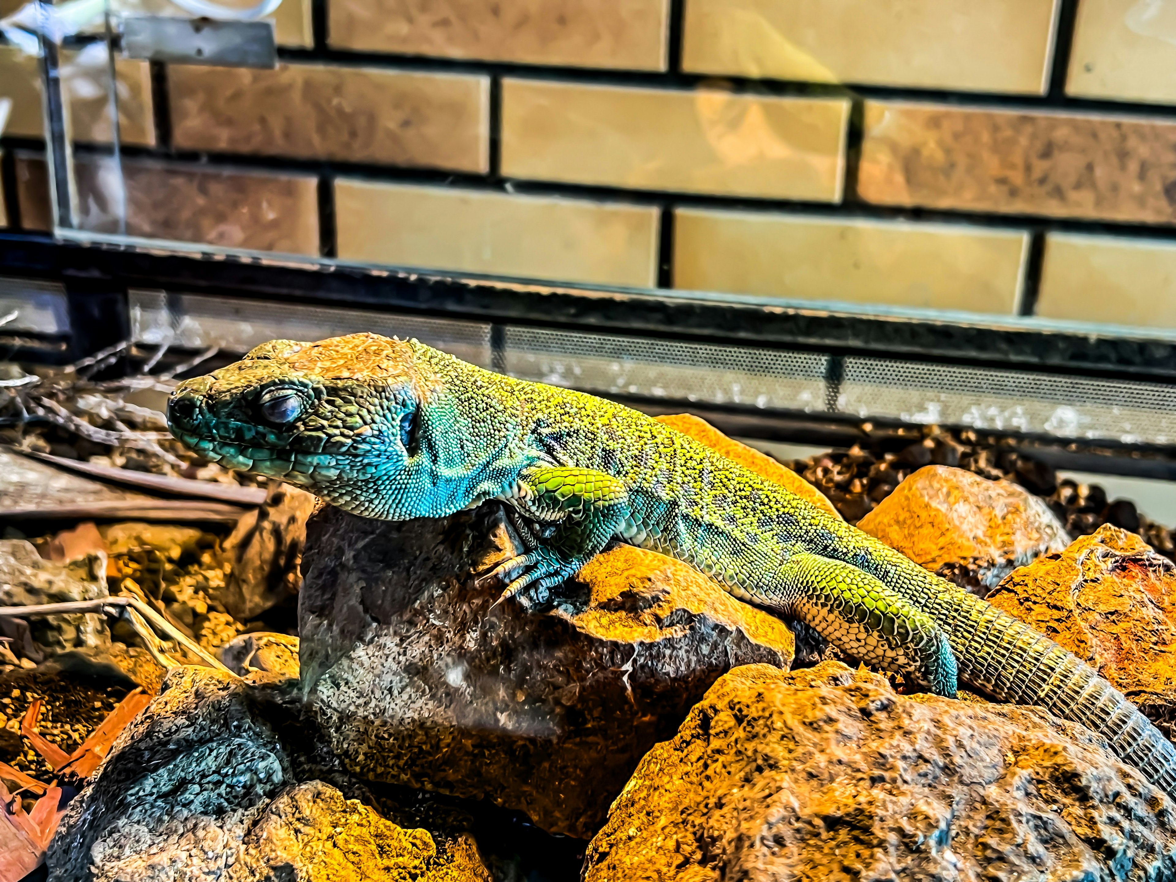 A colorful lizard perched on rocks in a terrarium