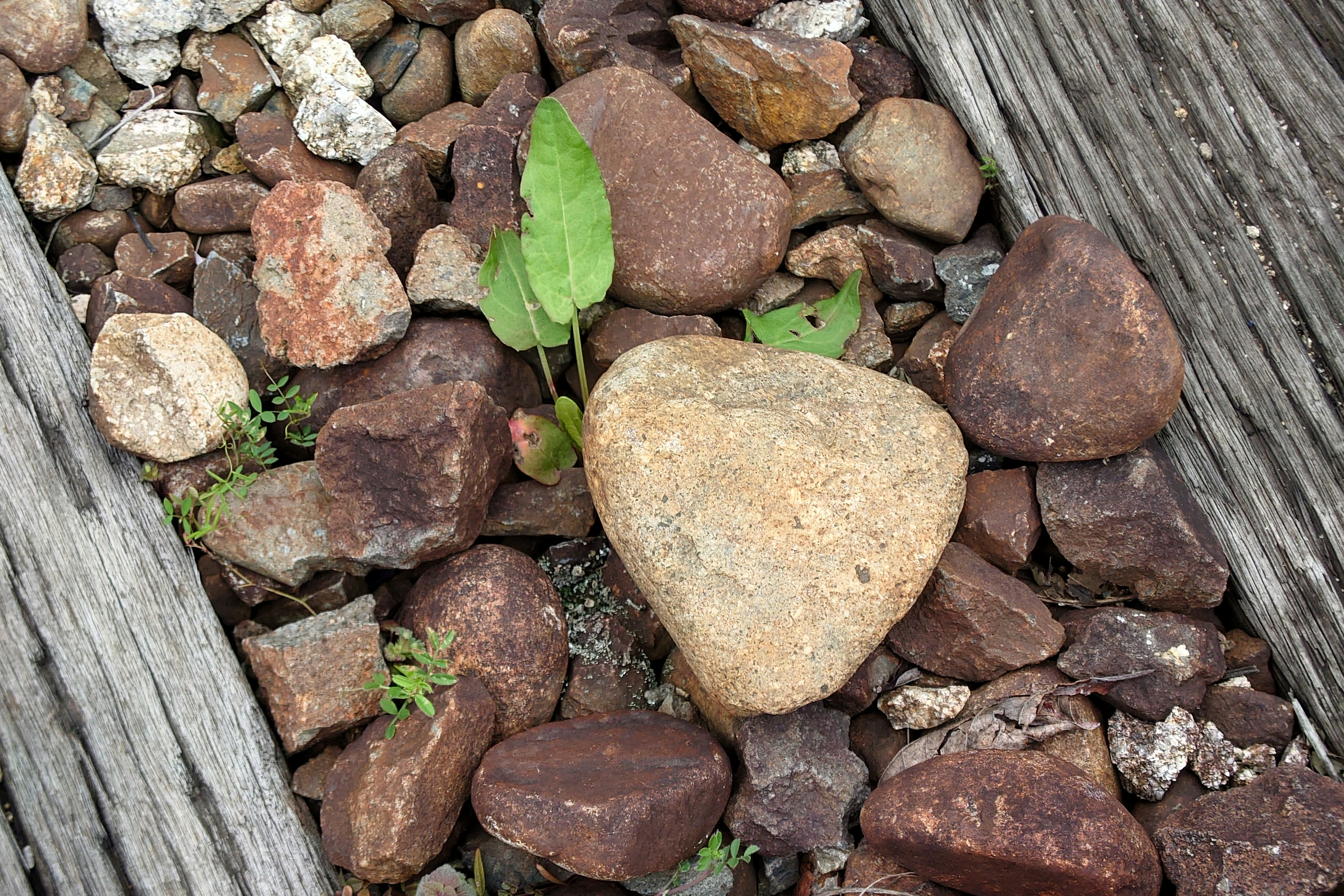 Primo piano di piccoli sassi con una foglia verde sul terreno