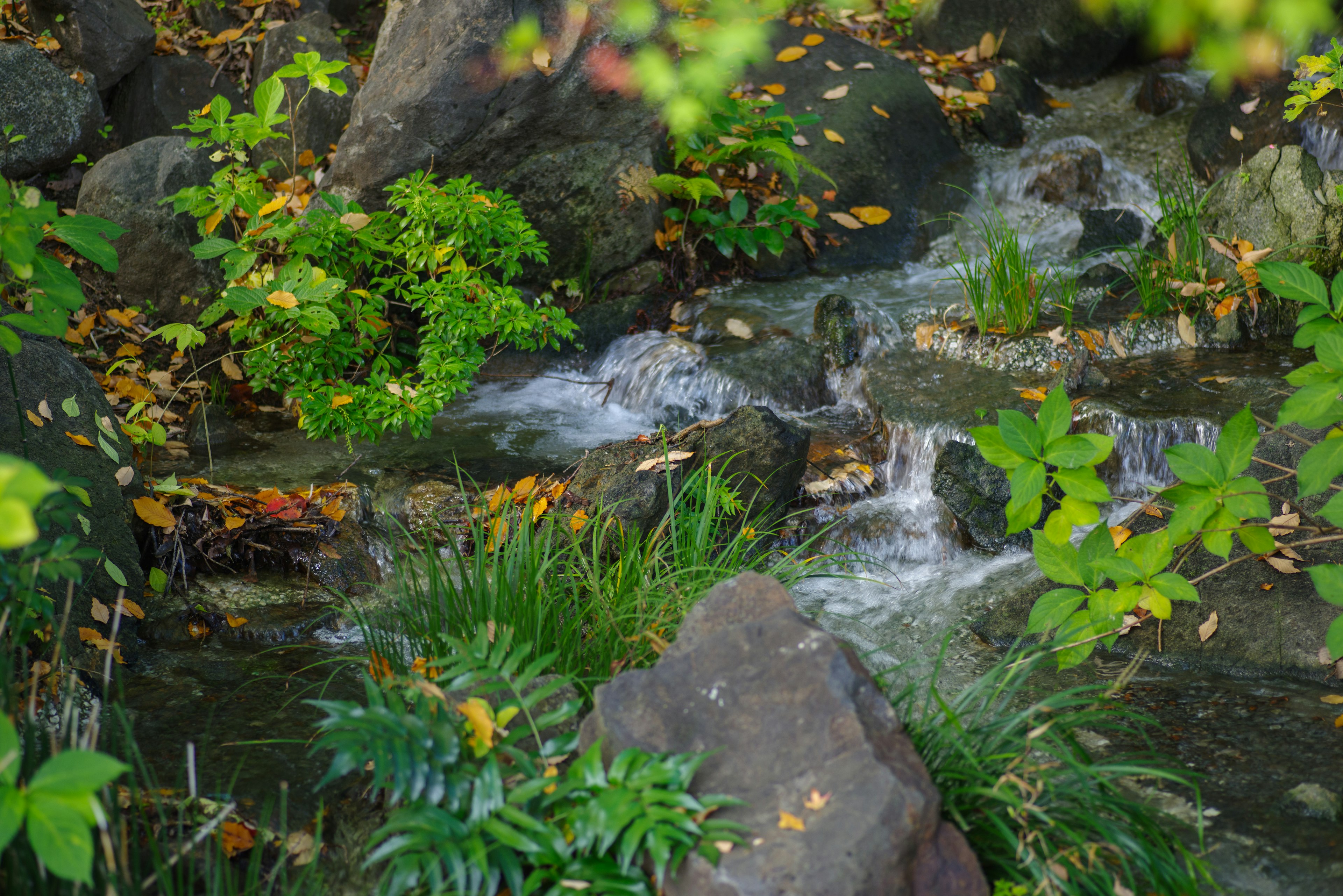 Un petit ruisseau coulant à travers un feuillage vert et des rochers