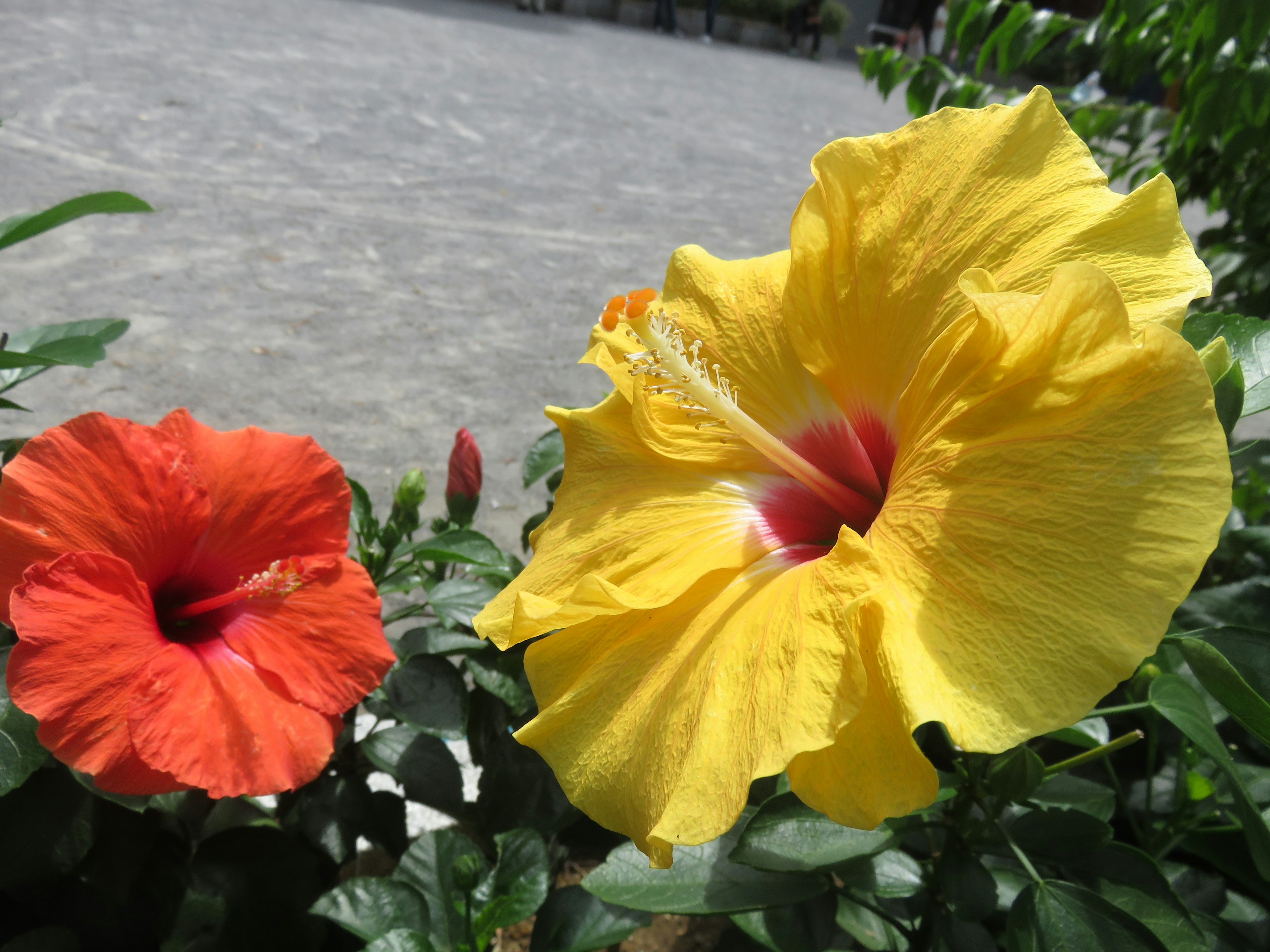 Red and yellow hibiscus flowers blooming