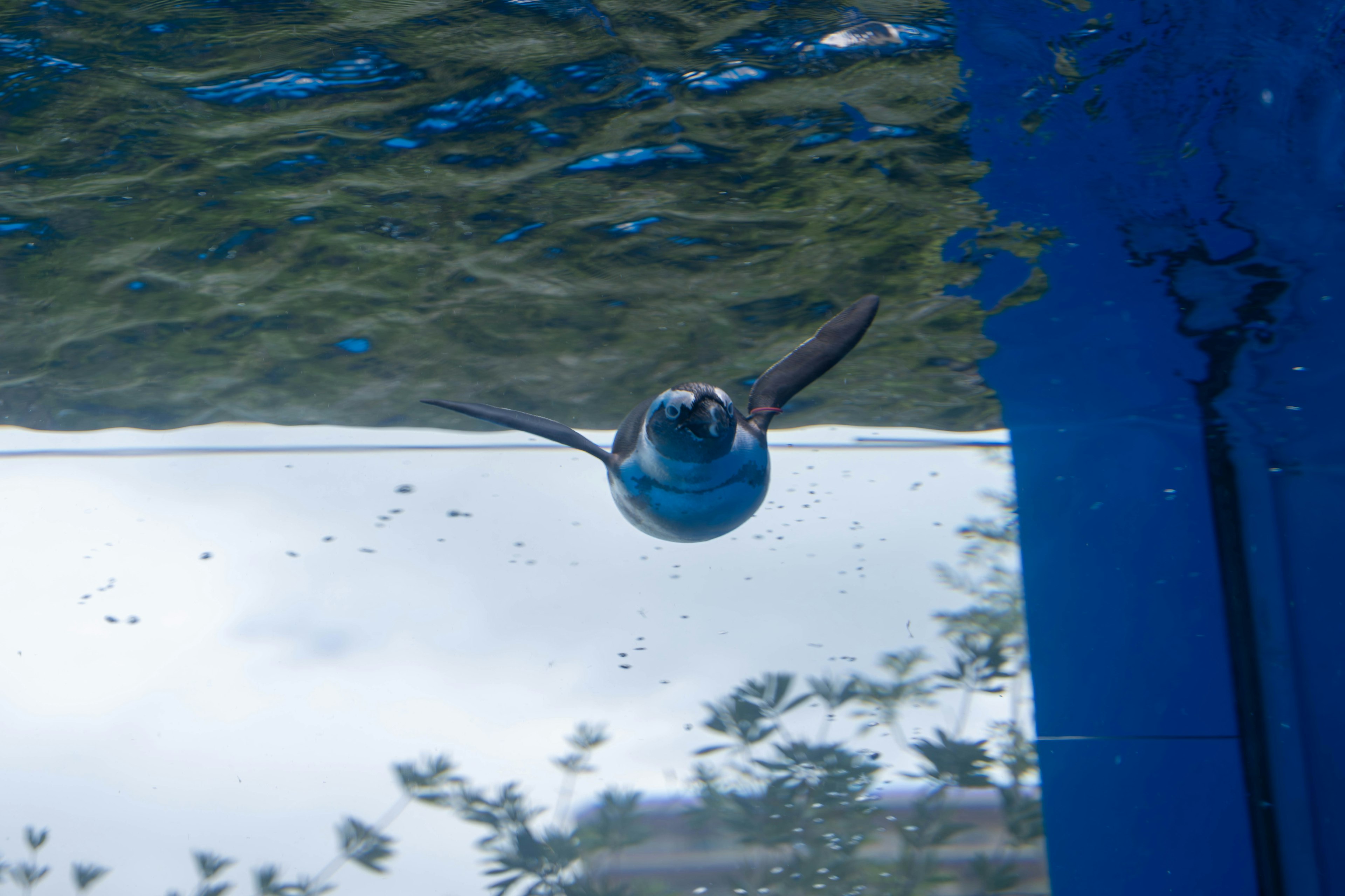 Pájaro nadando bajo el agua con un fondo azul