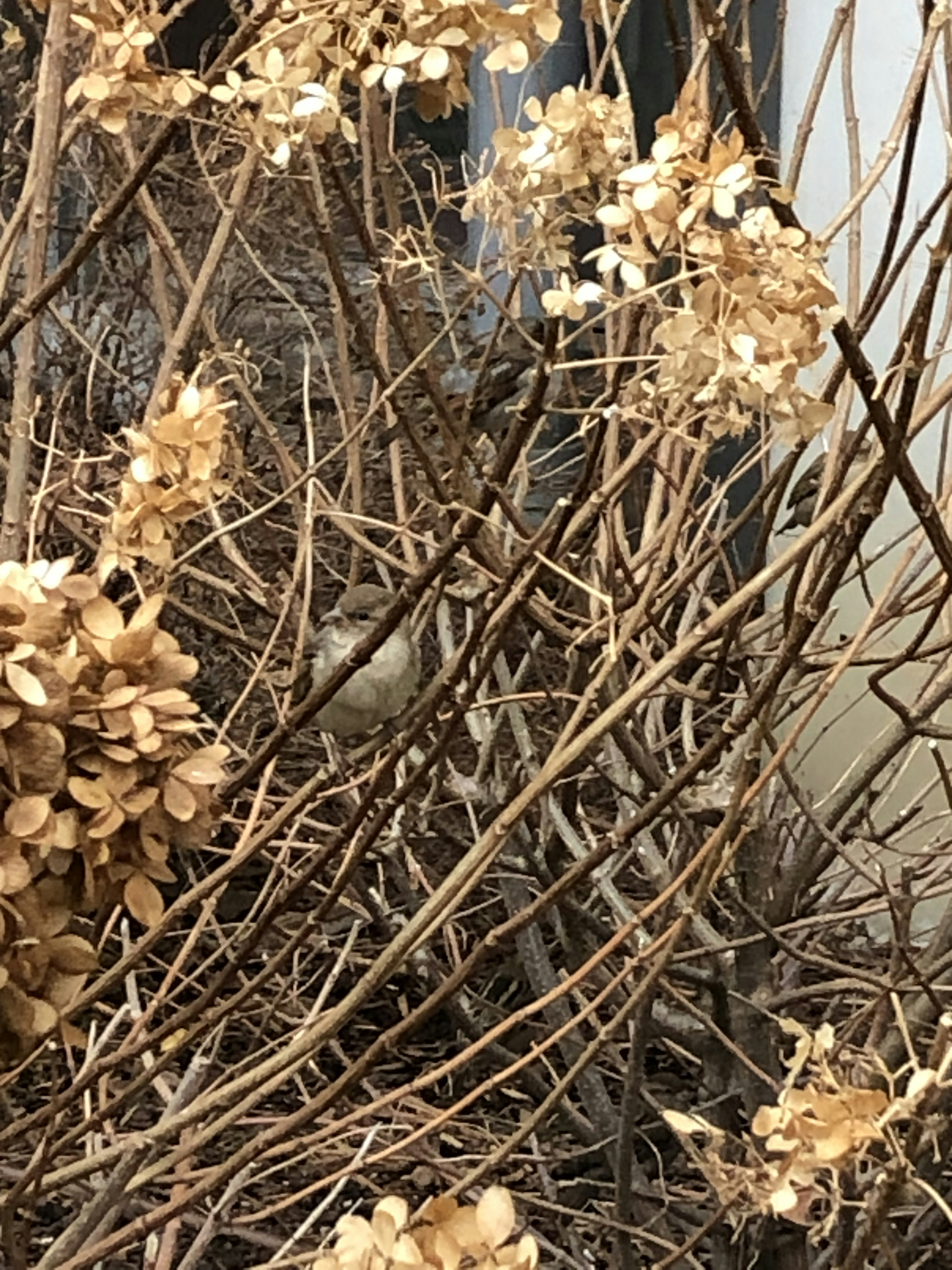 乾燥した植物の枝と花の構造が見える画像