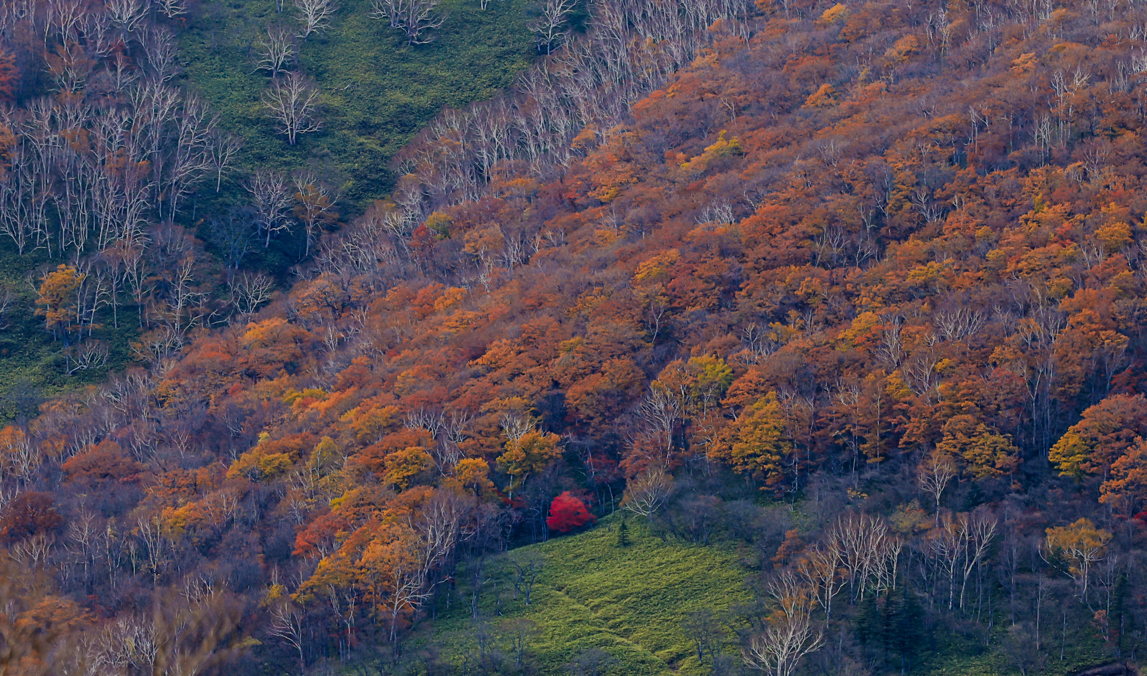 Paysage forestier d'automne avec un mélange de feuillage vert et orange et un arbre rouge en évidence