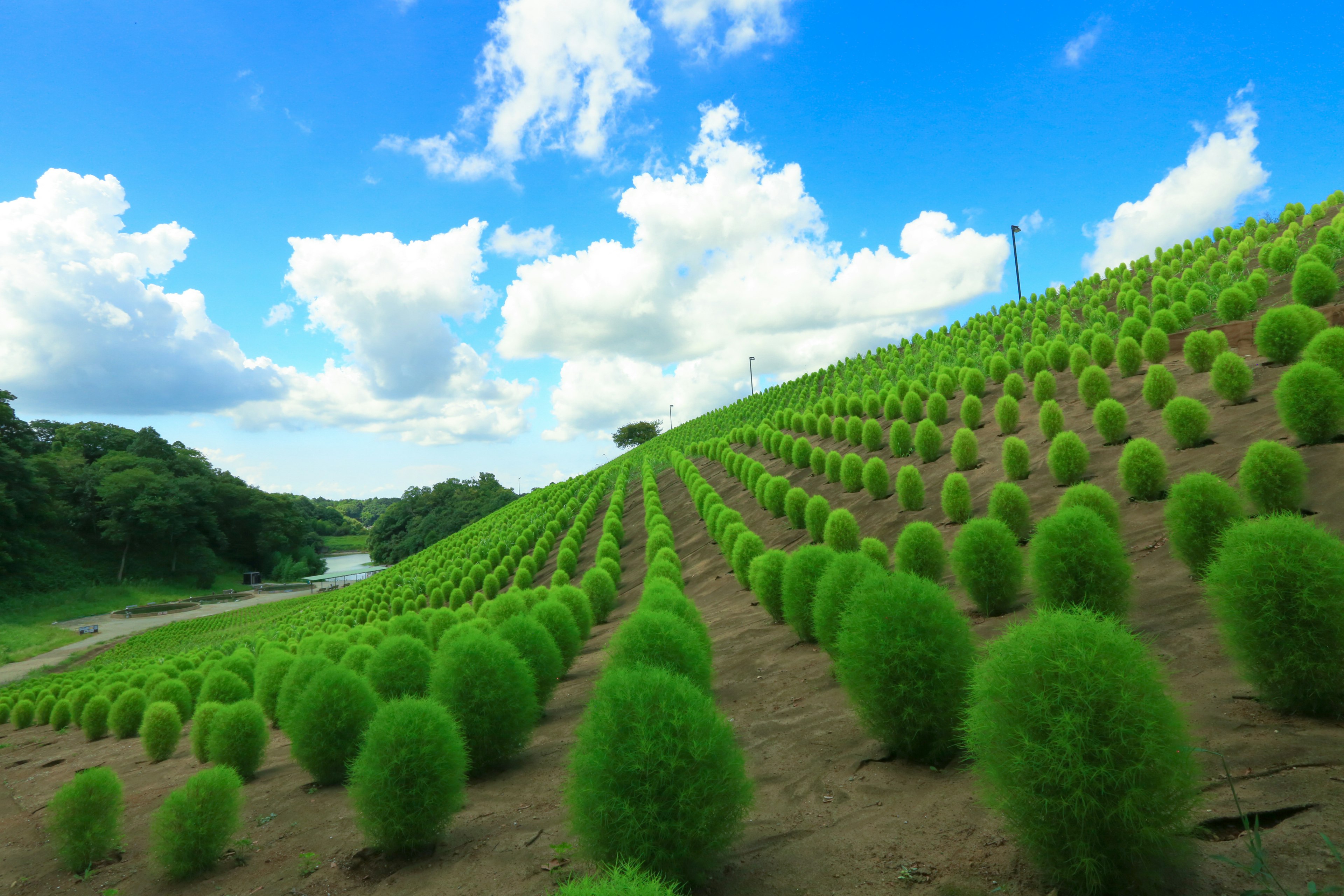 Eine Landschaft mit grünen Hügeln und runden Sträuchern, die in Reihen unter einem blauen Himmel mit flauschigen Wolken angeordnet sind