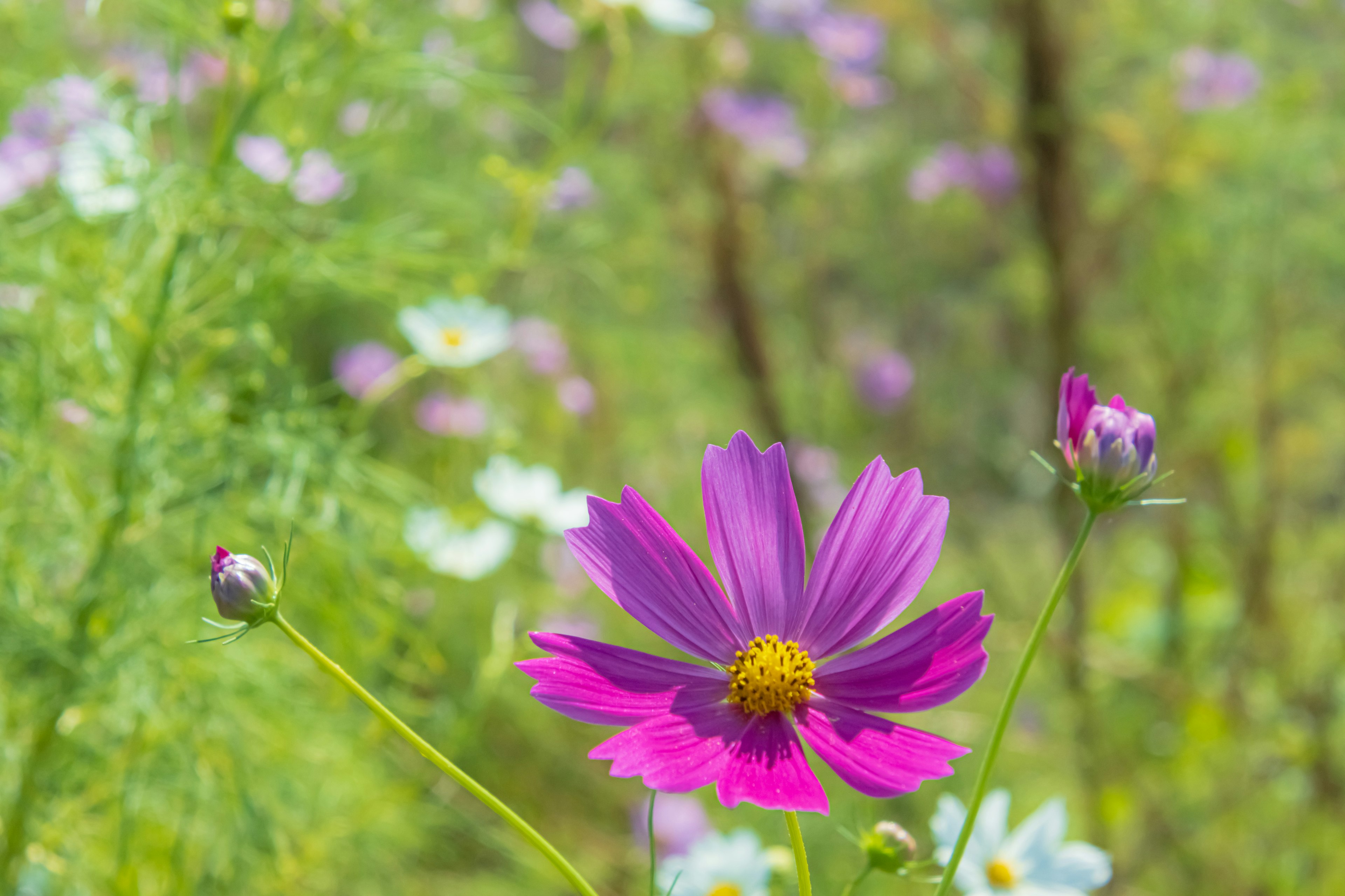 鮮やかなピンクの花と緑の背景の中にある花の群生