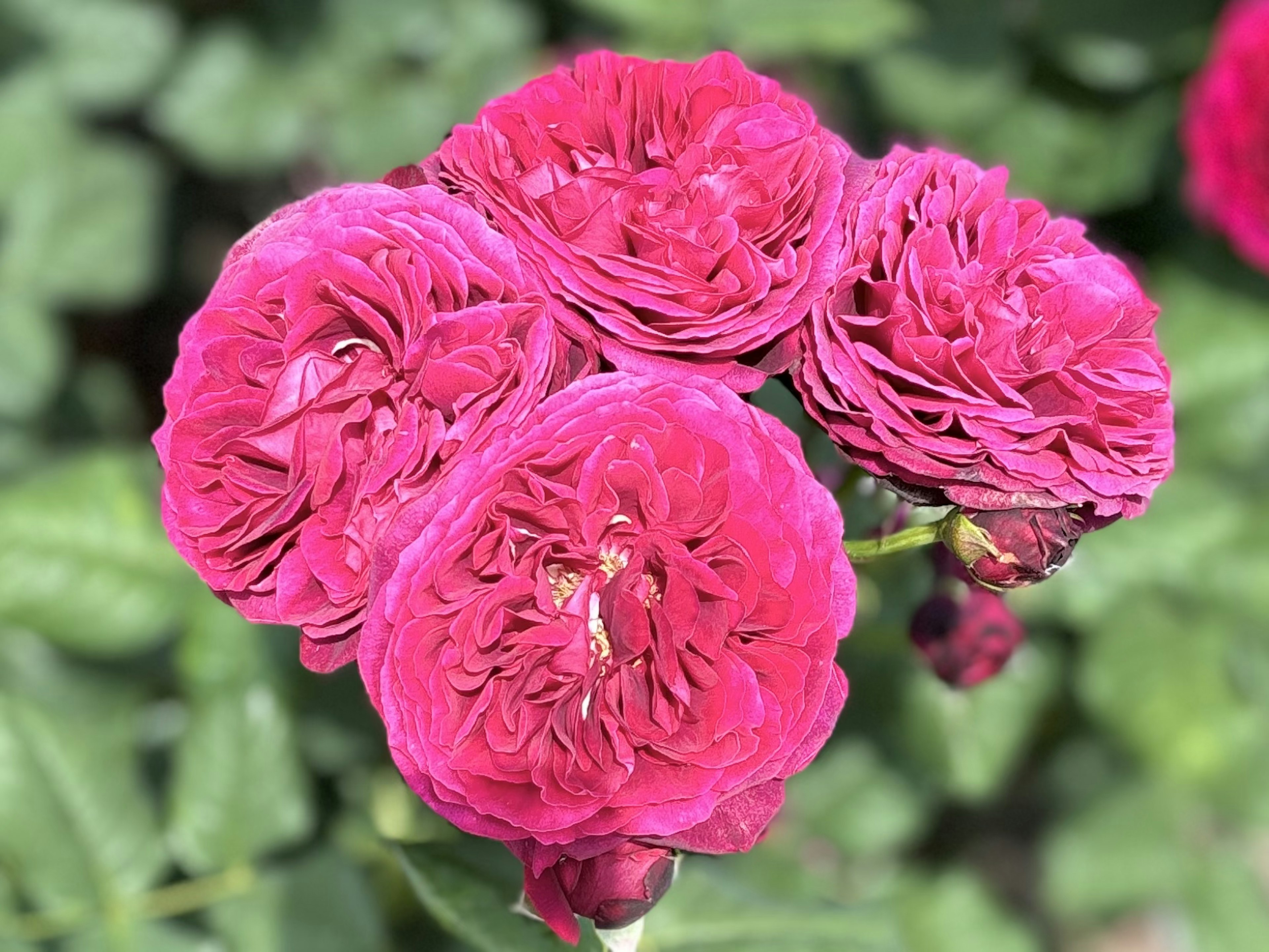 鮮やかなピンクのバラの花が集まって咲いている