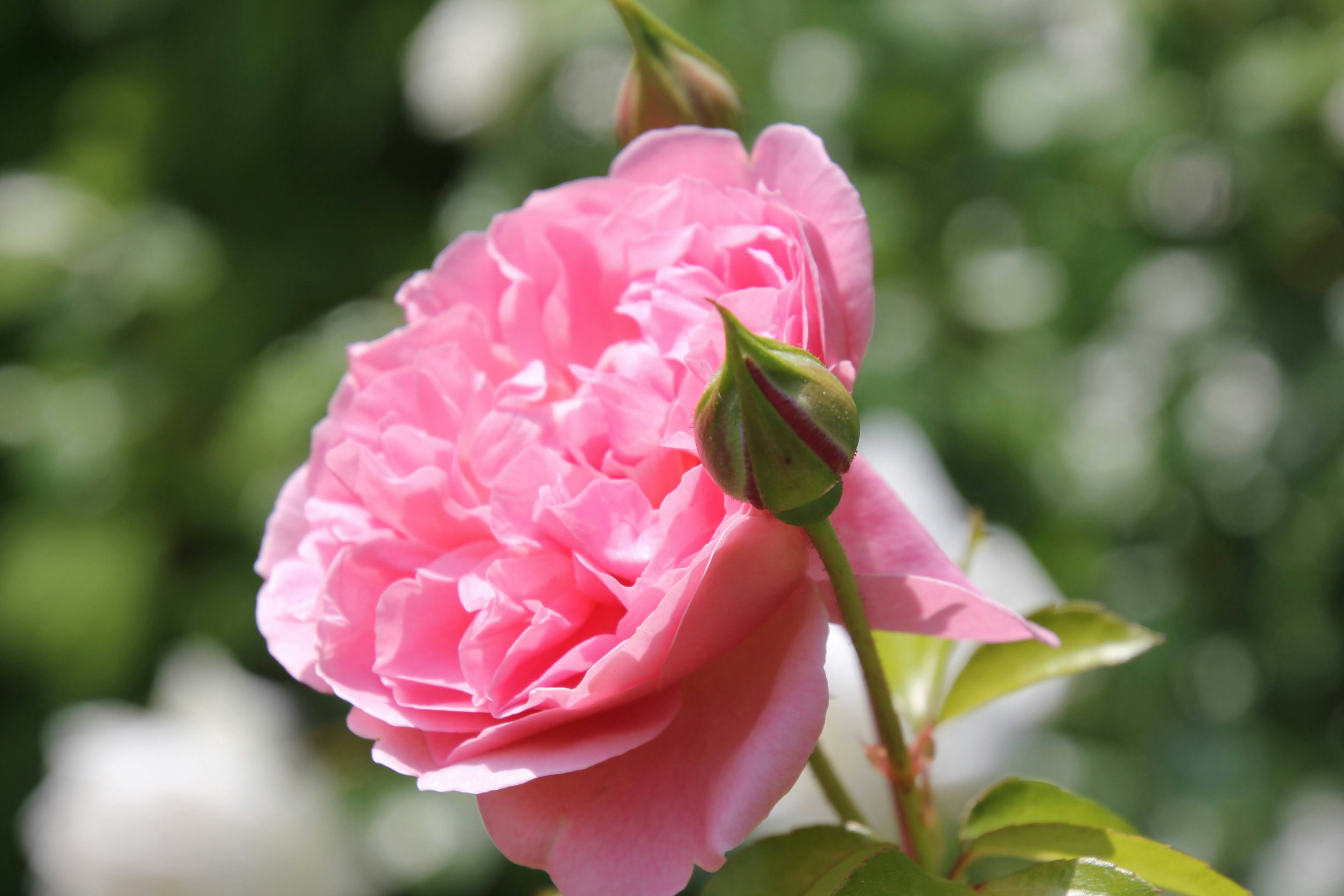 Una bella rosa rosa in piena fioritura con foglie verdi