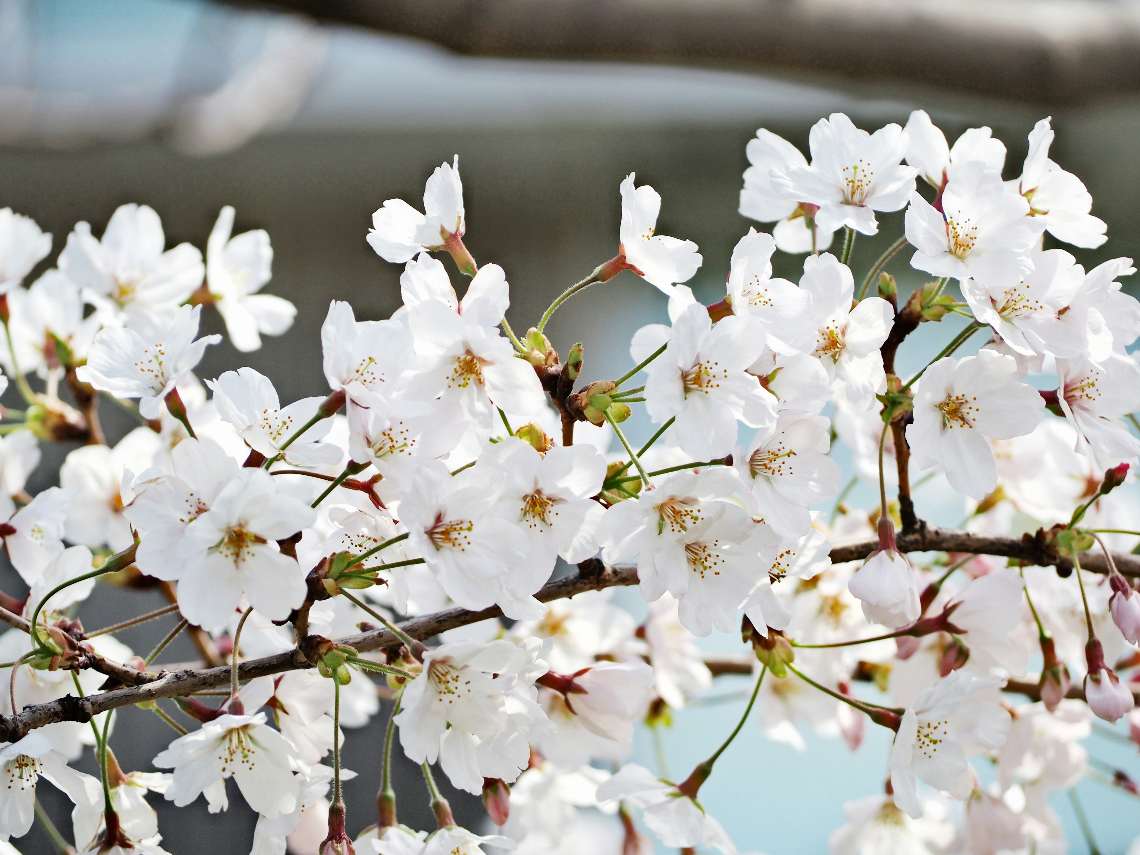 Nahaufnahme von weißen Kirschblüten an einem Zweig