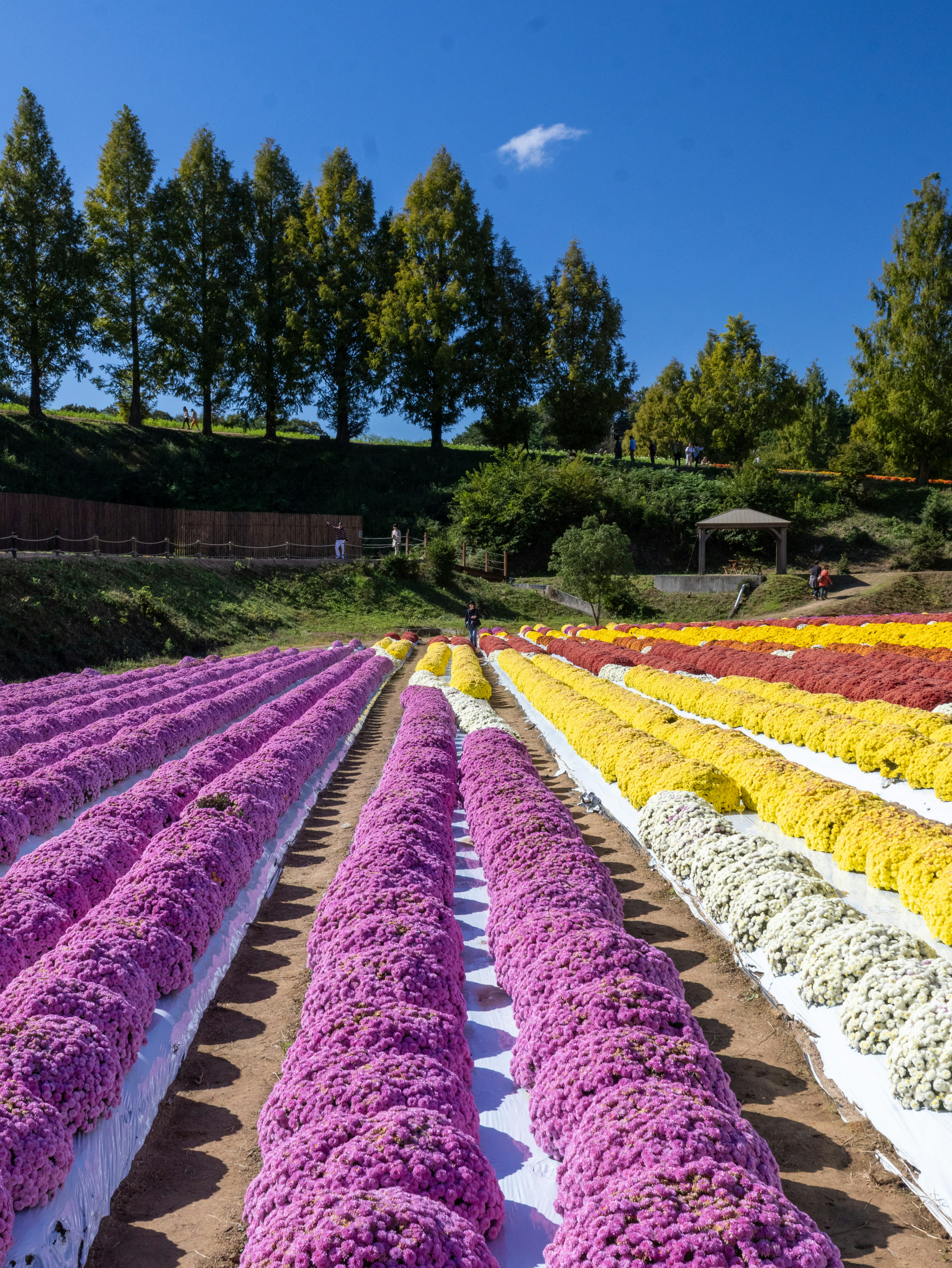 色とりどりの花が並ぶ美しい花畑の風景