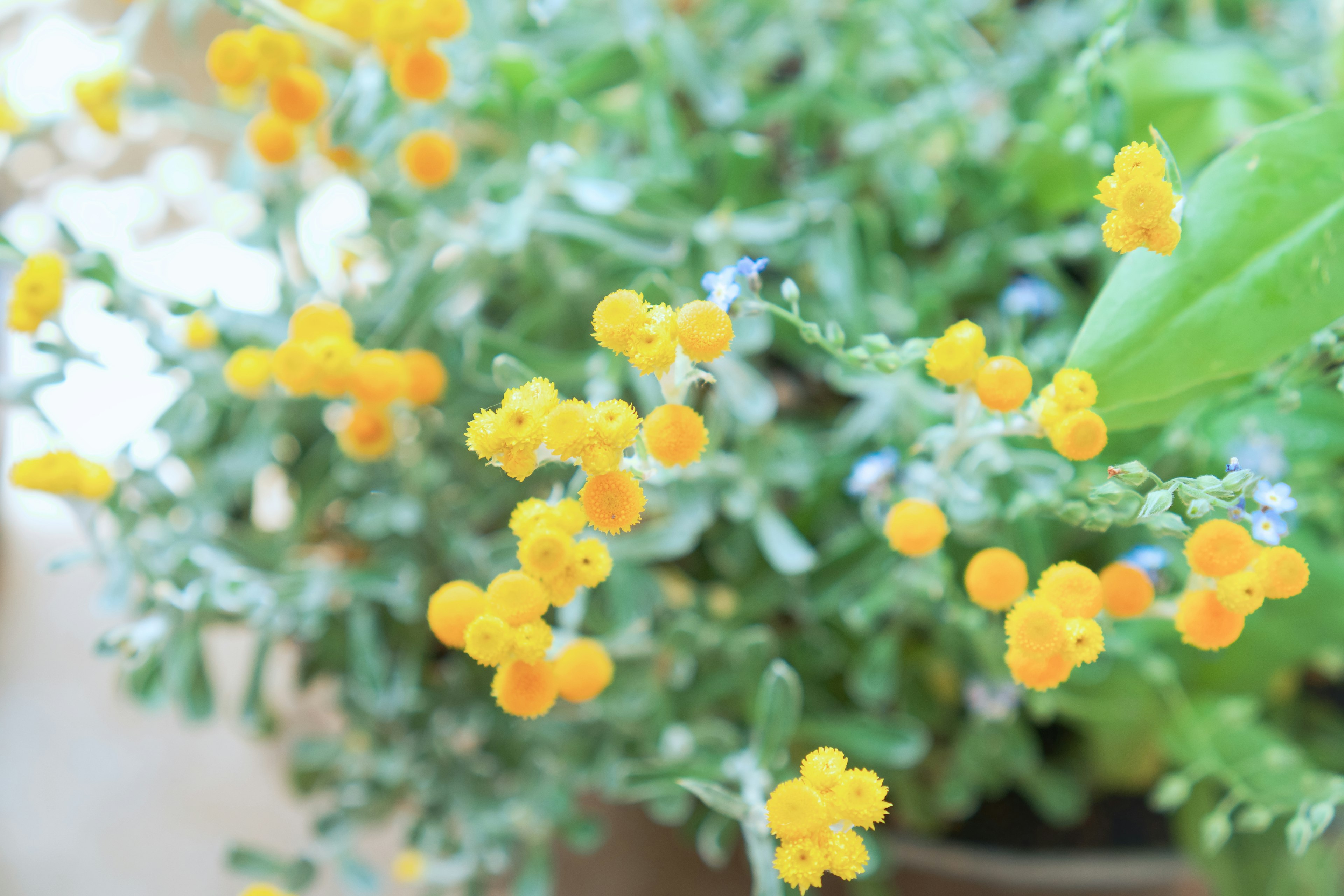 黄色の花と緑の葉を持つ植物のクローズアップ