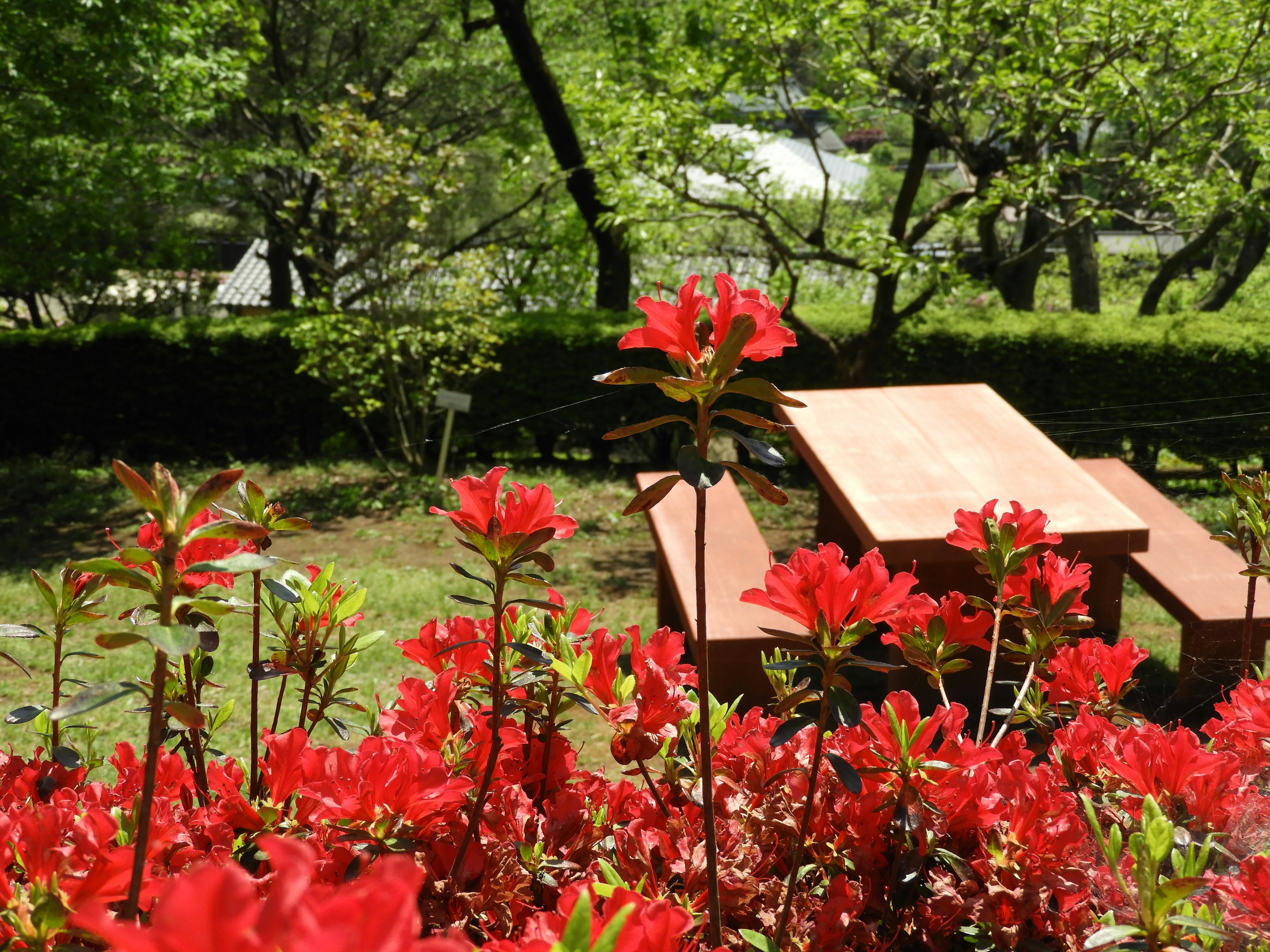 Vibrant red flowers in a park scene with green trees and a picnic table