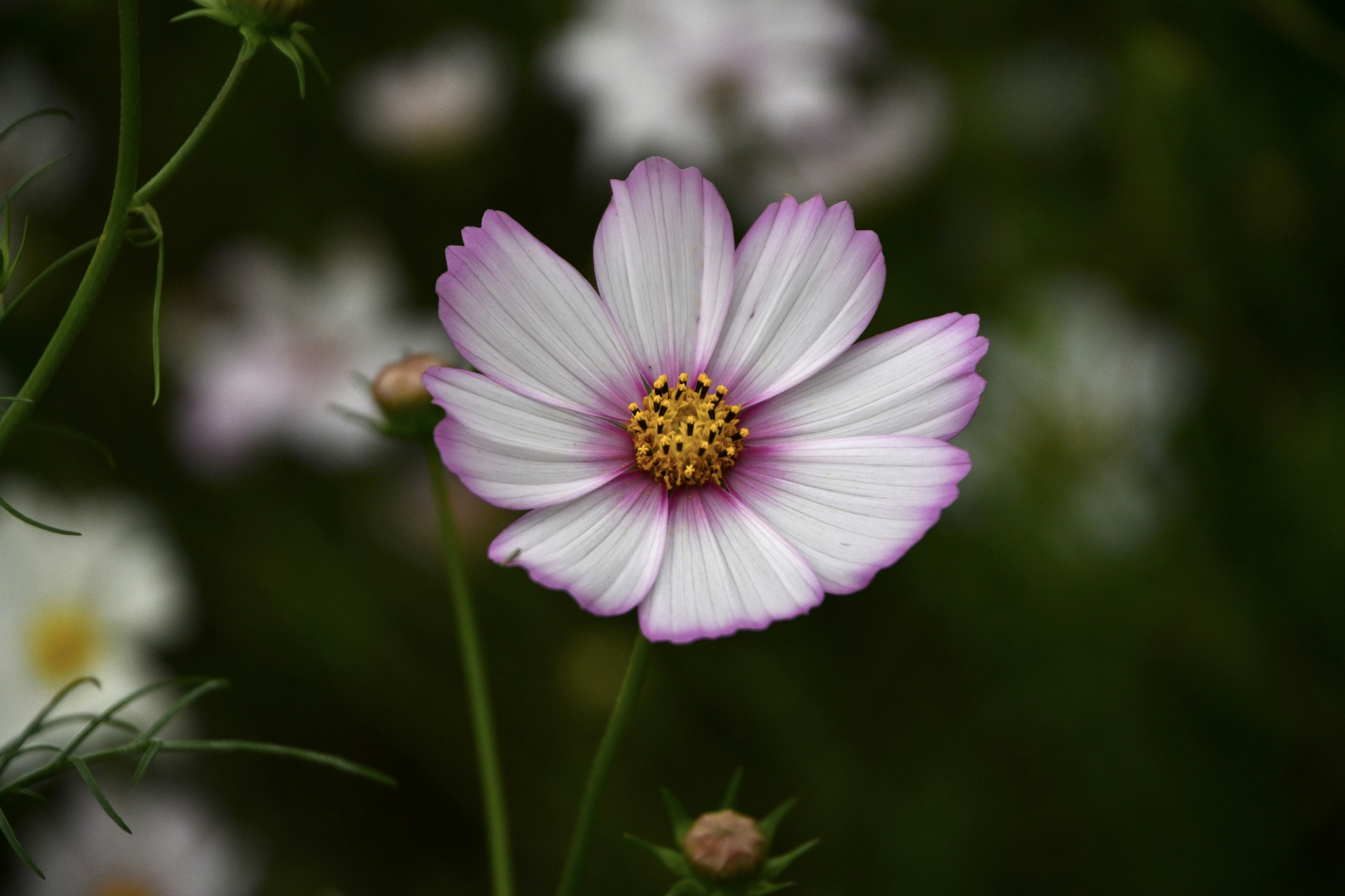 Un fiore di cosmos rosa e bianco con uno sfondo sfocato di altri fiori