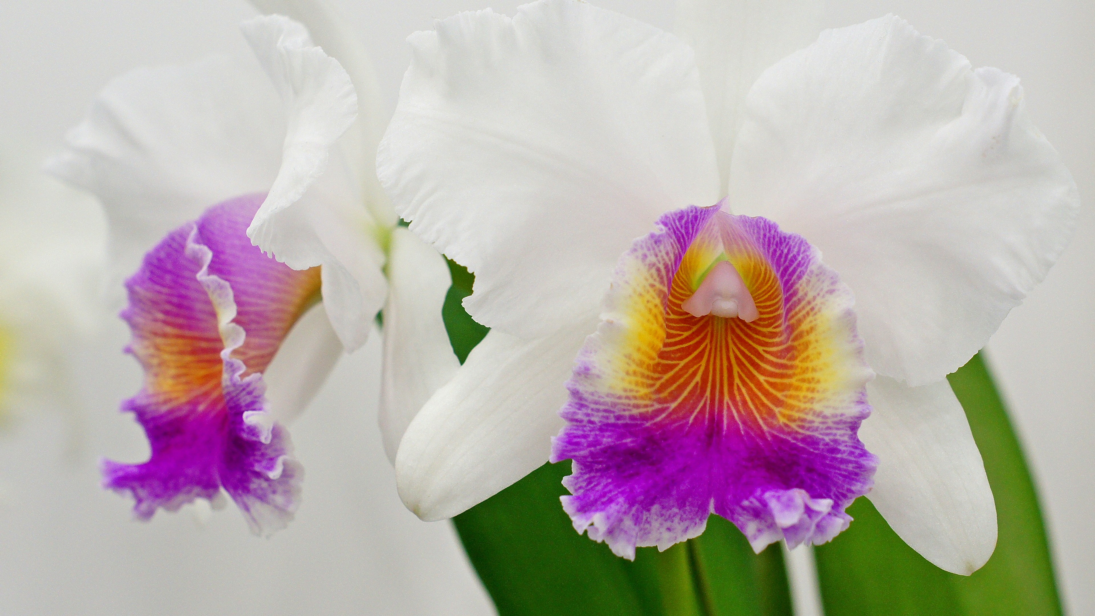 Cattleya orchid with white petals and vibrant purple and yellow patterns