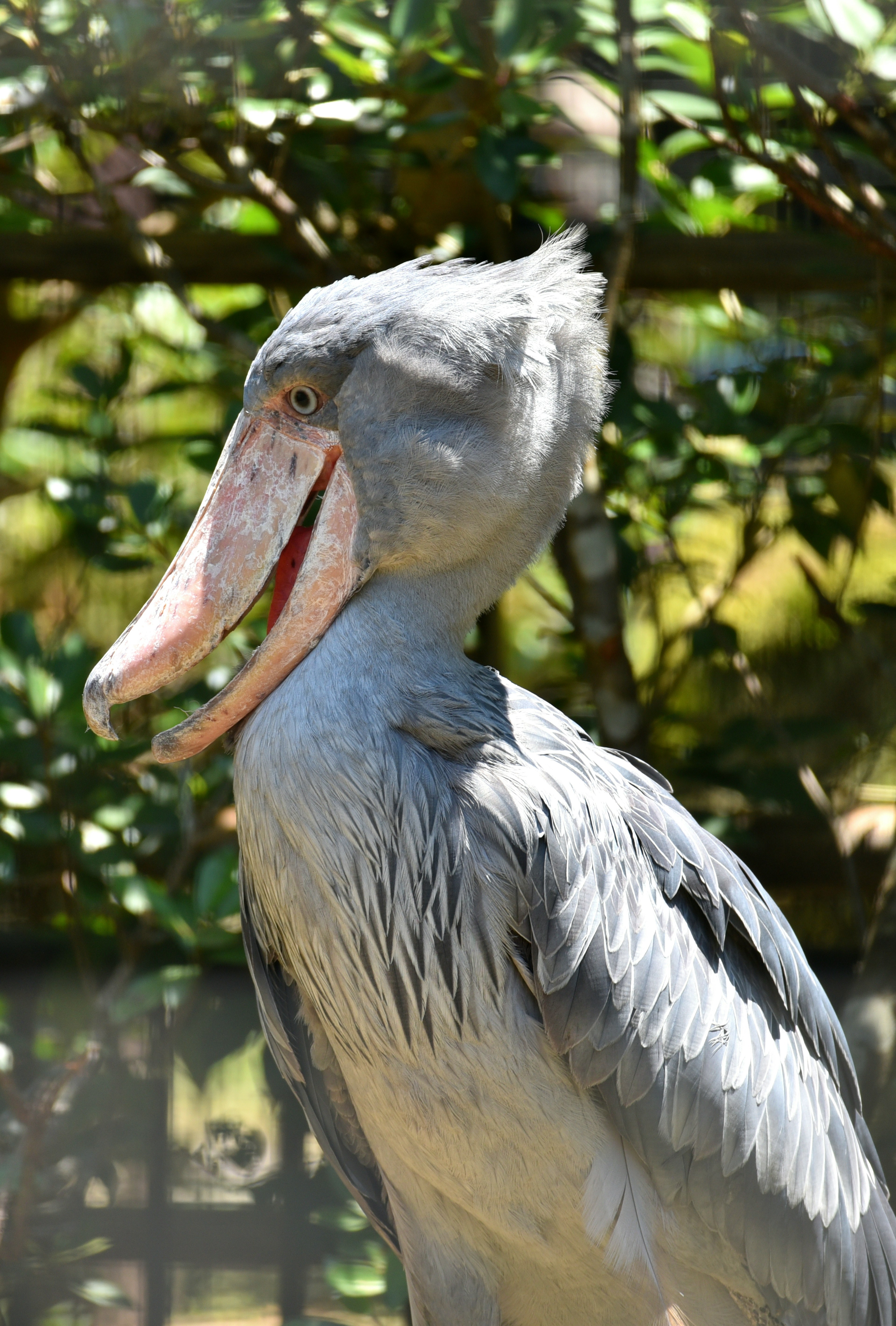 A gray bird with a distinctive head stands in front of green foliage