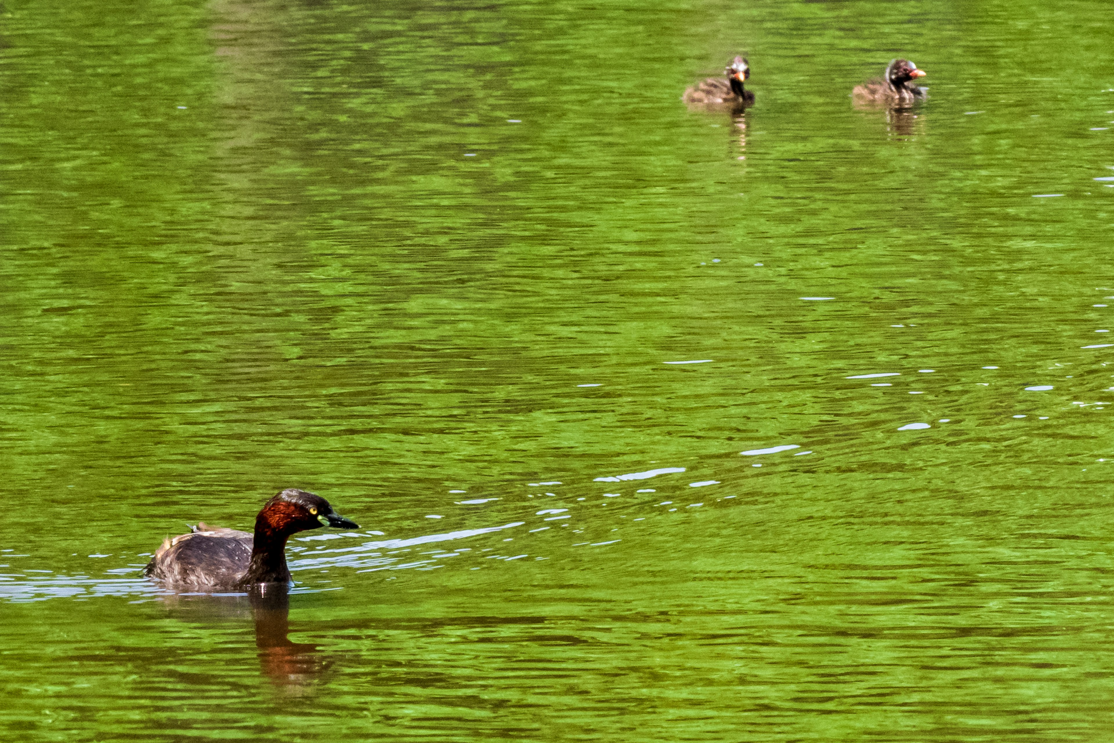 Un'anatra che nuota in un lago verde con due anatroccoli sullo sfondo