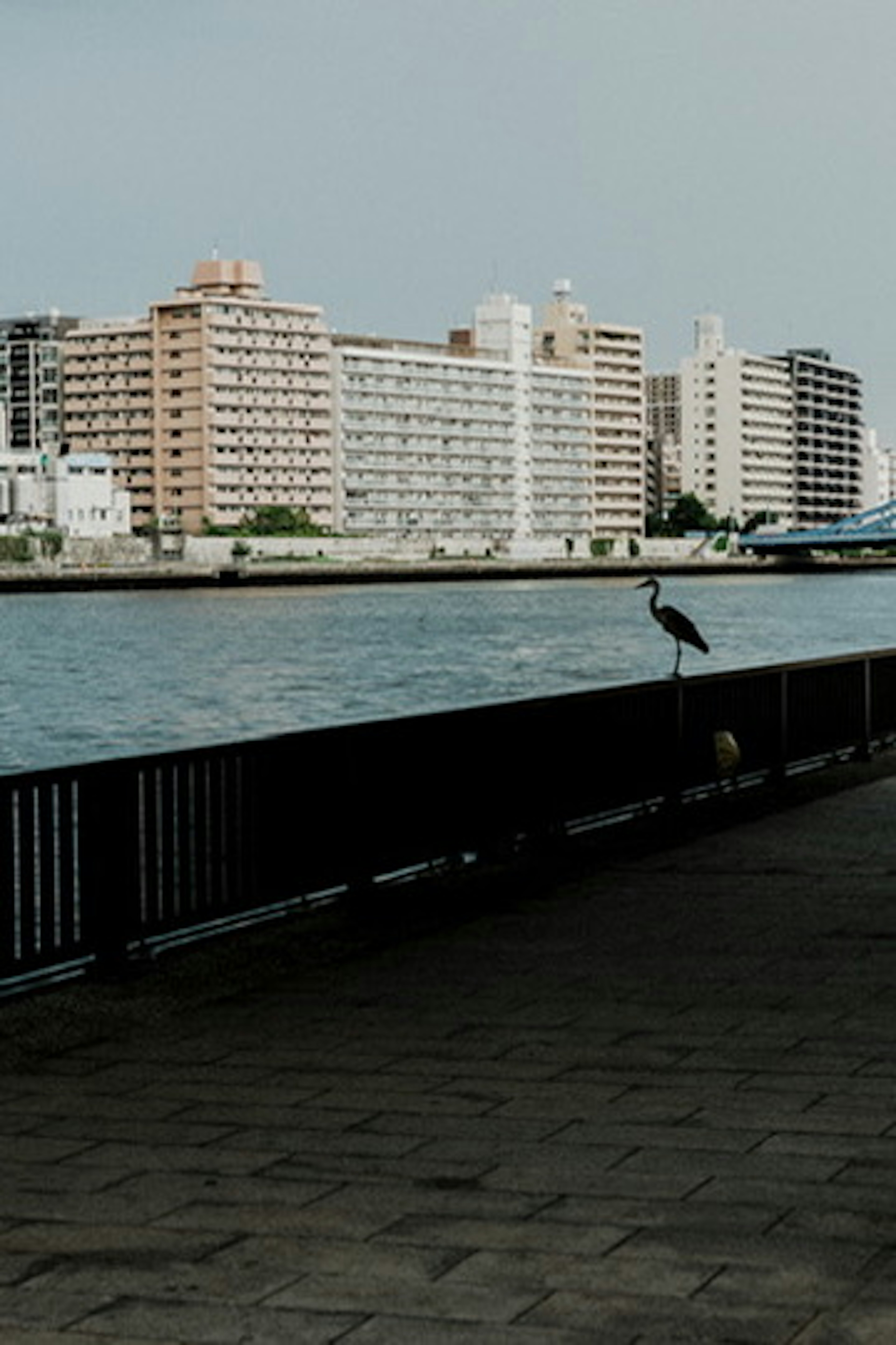 川沿いに立つ鳥と高層ビルの背景