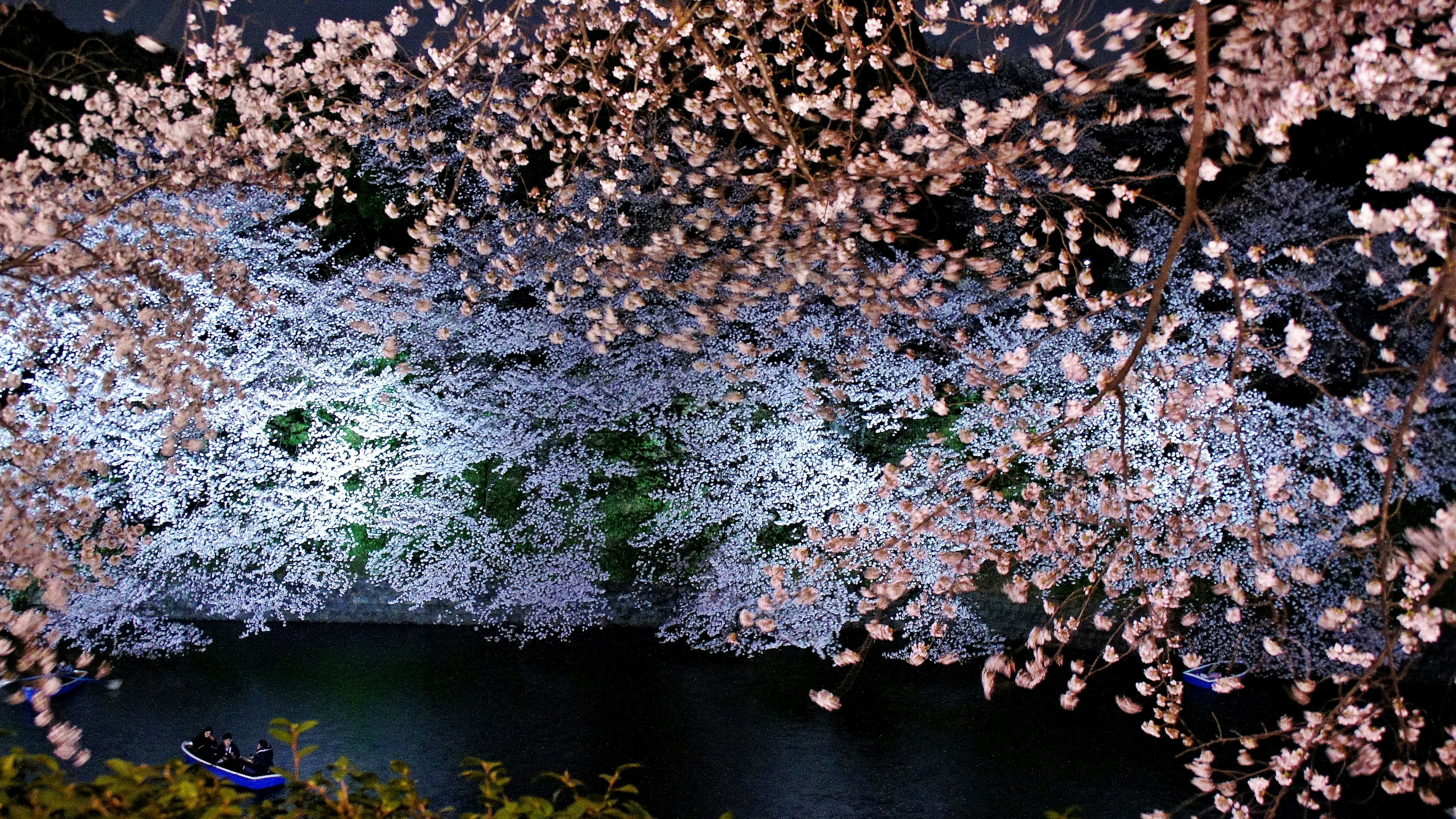 Hermosa escena de pétalos de cerezo flotando sobre una superficie de agua oscura