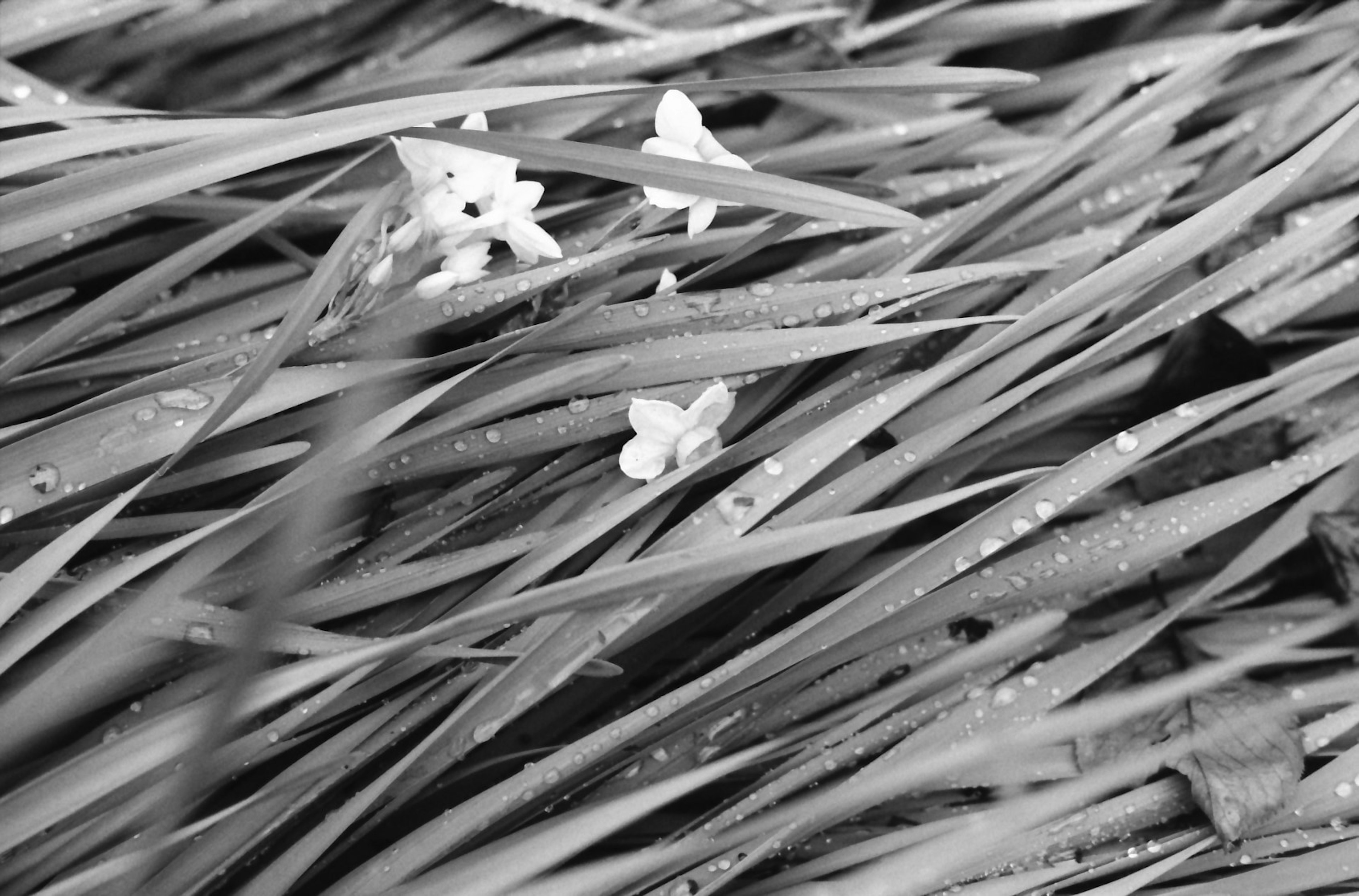 Black and white image of grass with small white flowers