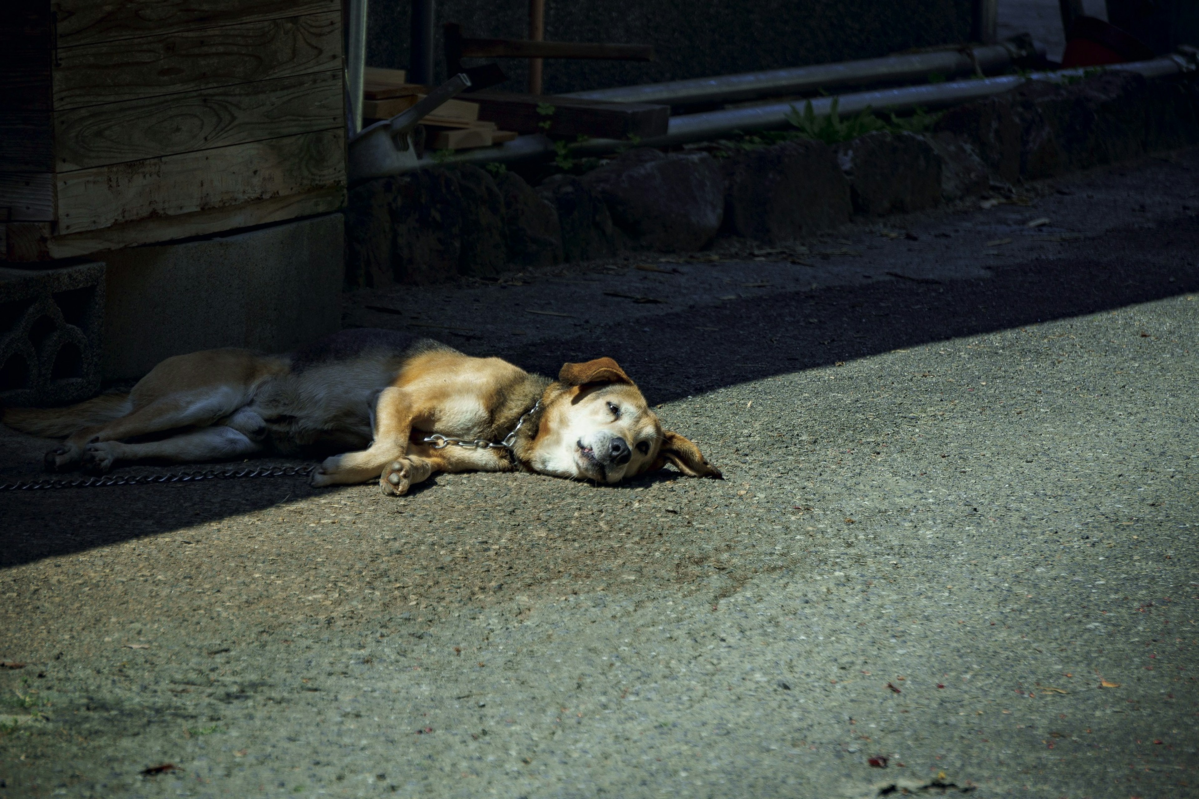 日陰で寝ている犬の姿