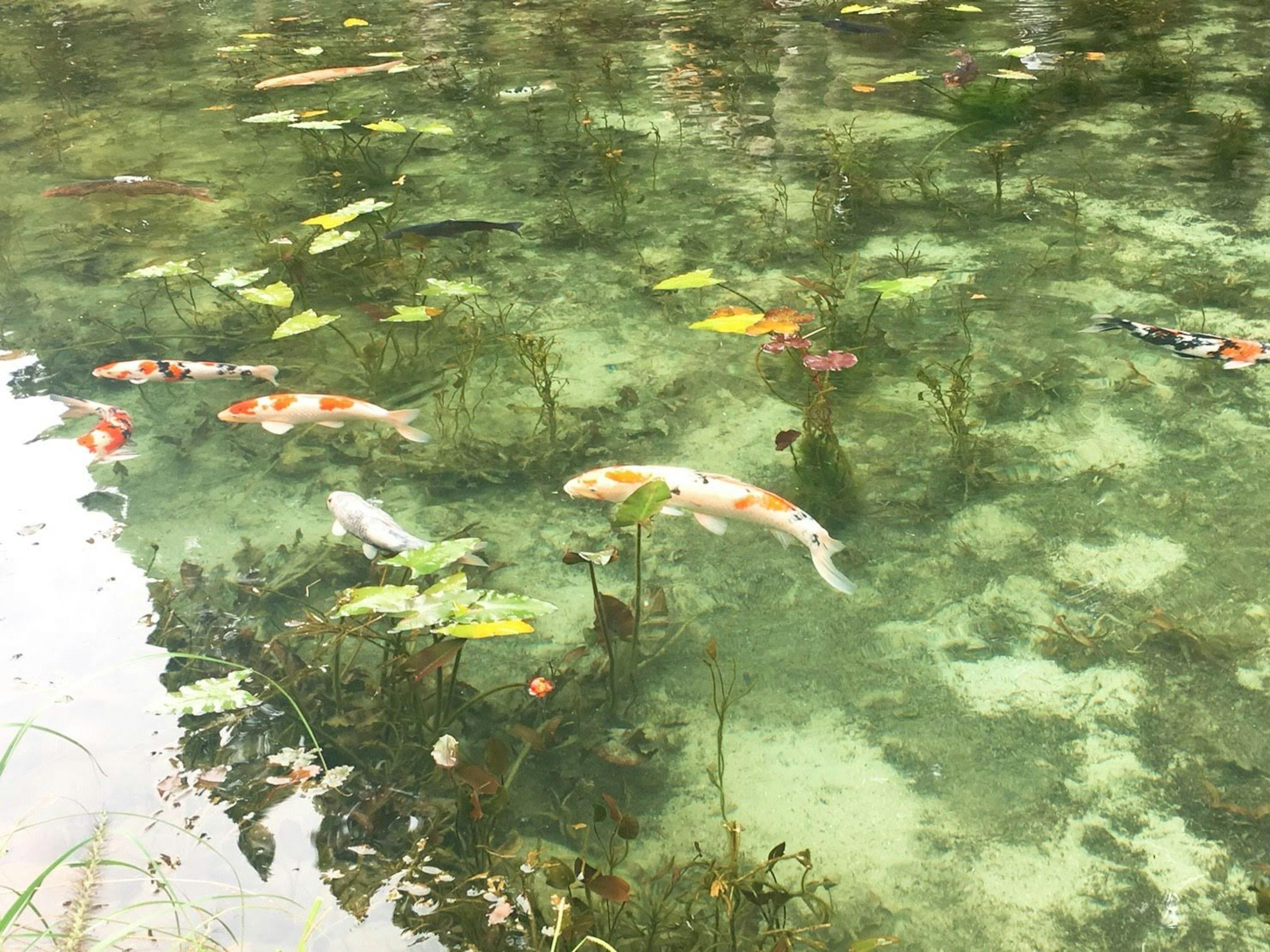 Ikan koi berenang di air jernih dengan tanaman air dan teratai