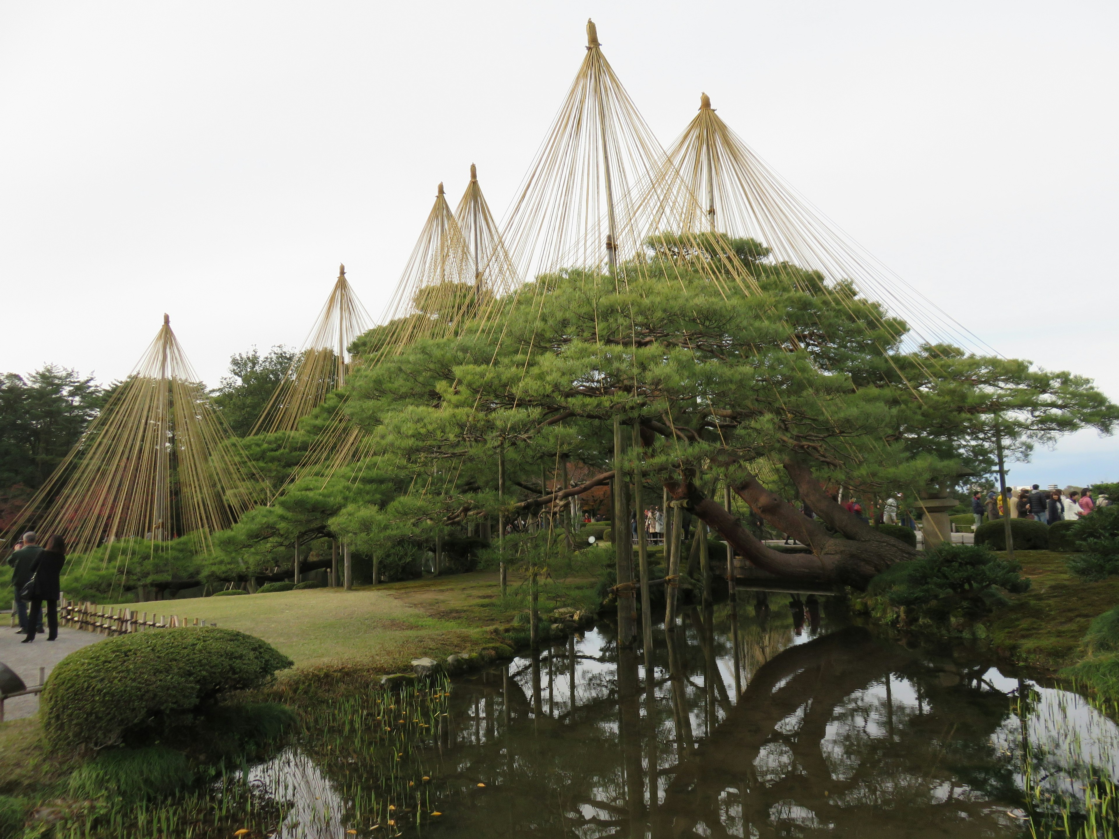 Scenic view of trees with reflective water in a garden setting