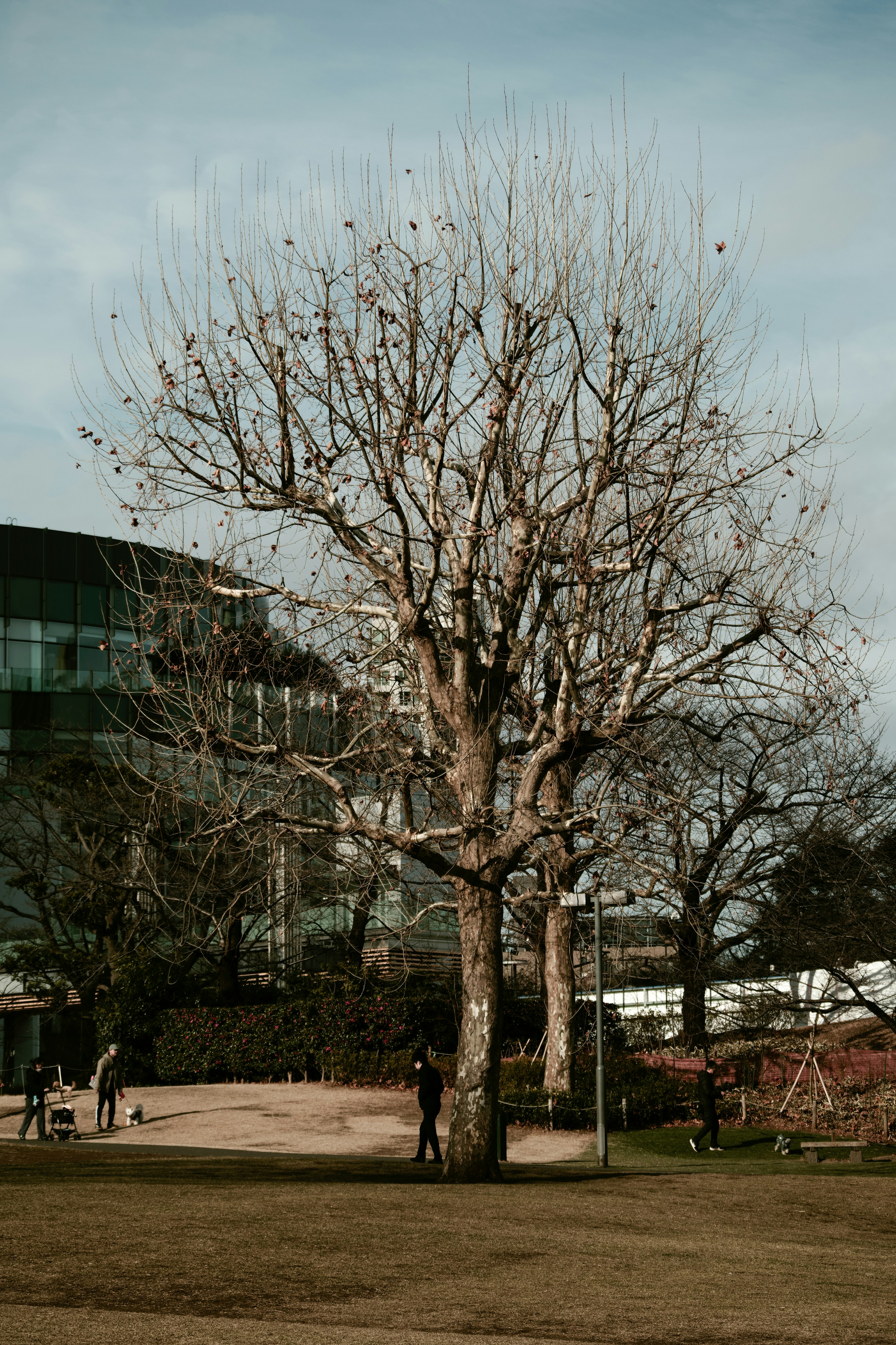 Un gran árbol sin hojas en un parque invernal con un edificio al fondo