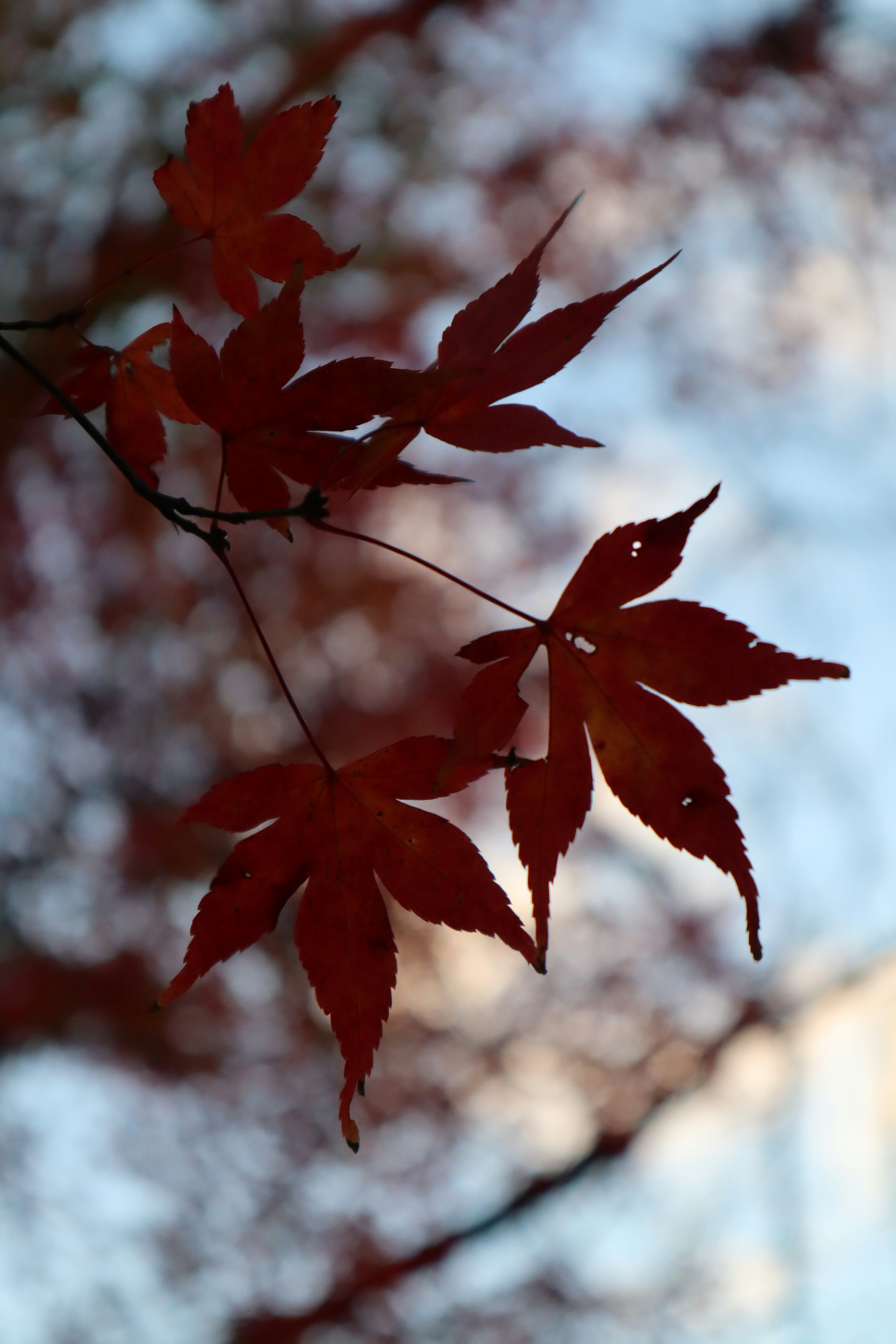 Red maple leaves silhouetted against a blue sky