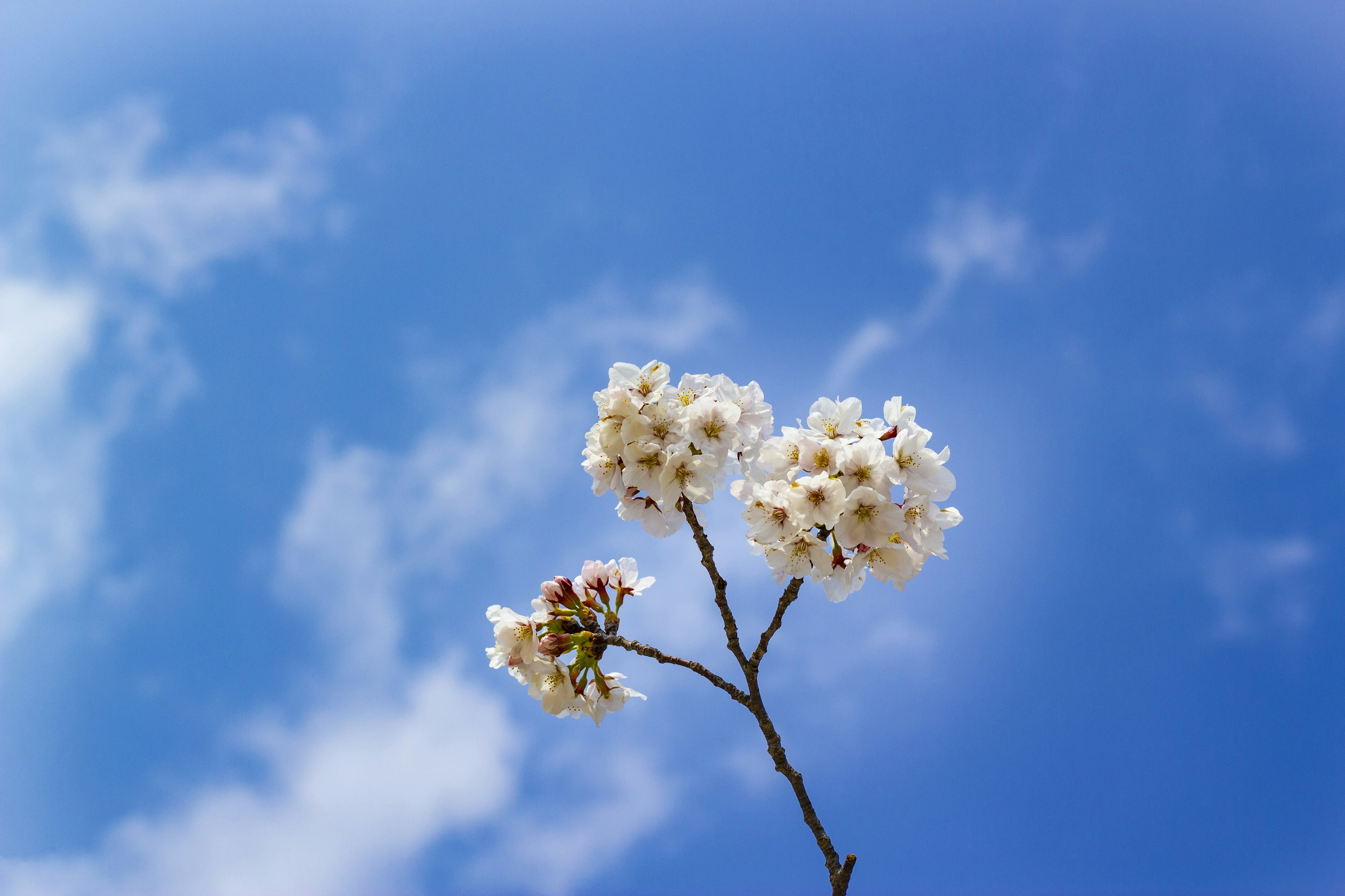 藍天背景下的白色花朵樹枝